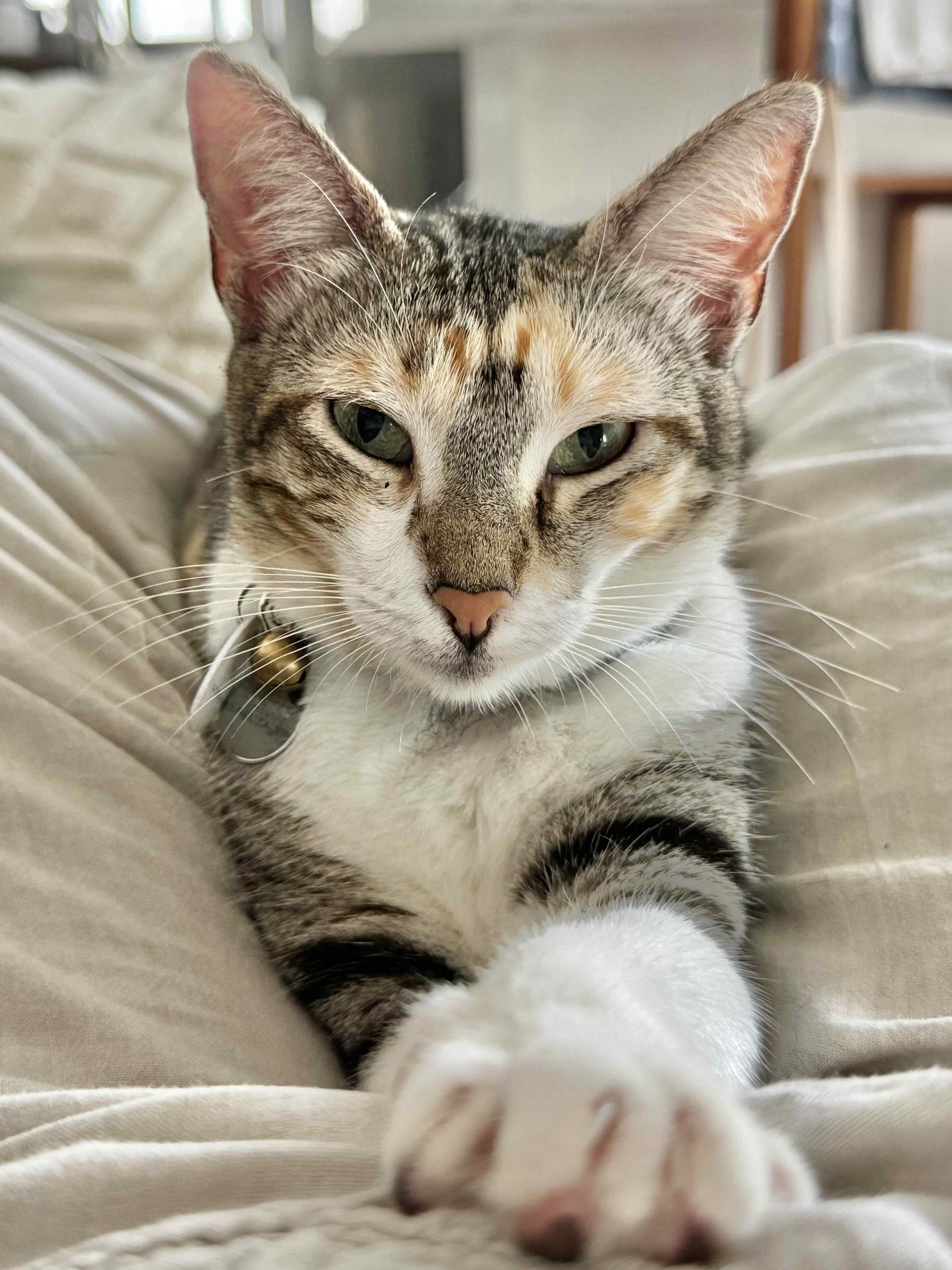 Animal Communication Online Session Cat Michelle Hawk