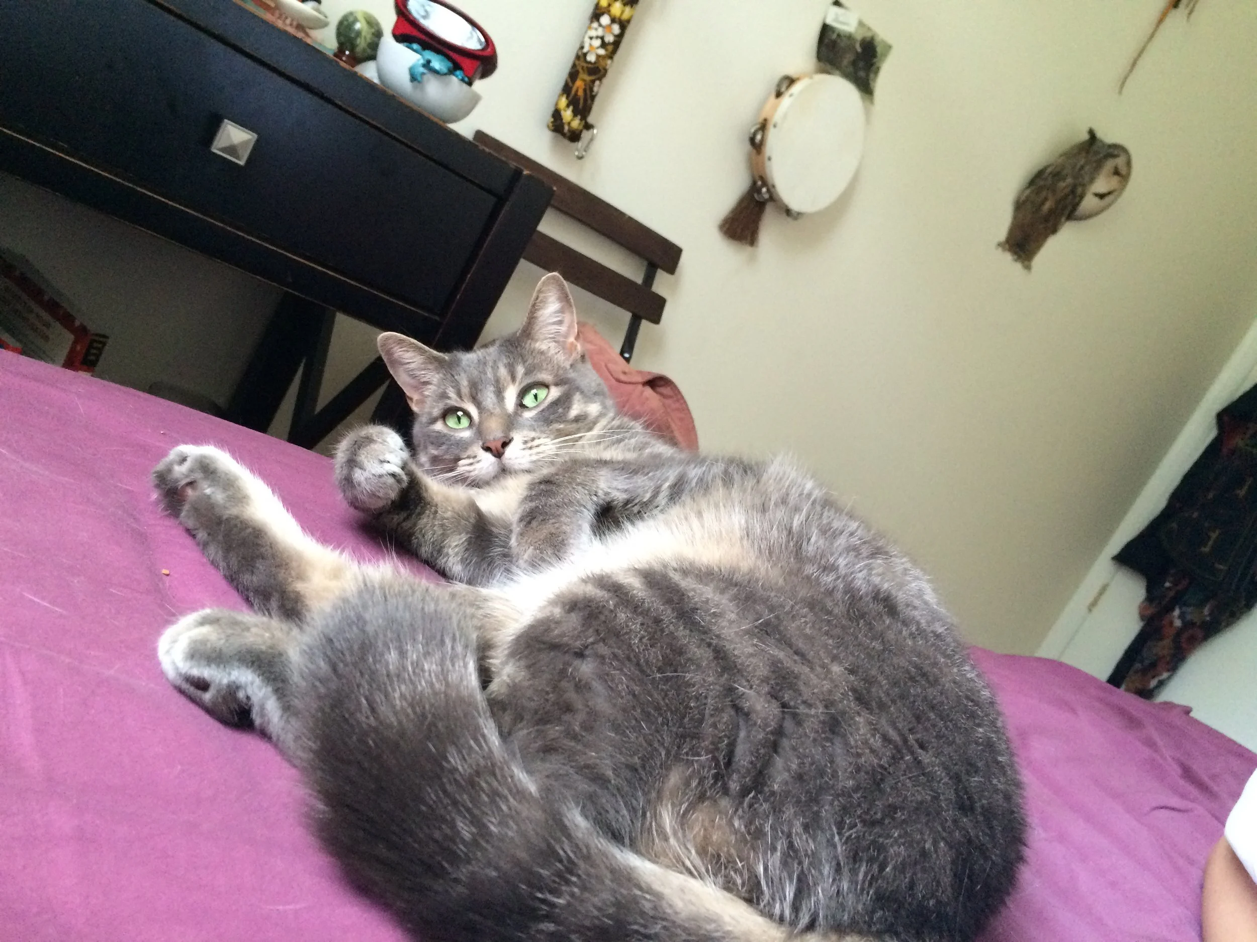 Online Animal Communication Sessions with Pet Psychic Michelle Hawk