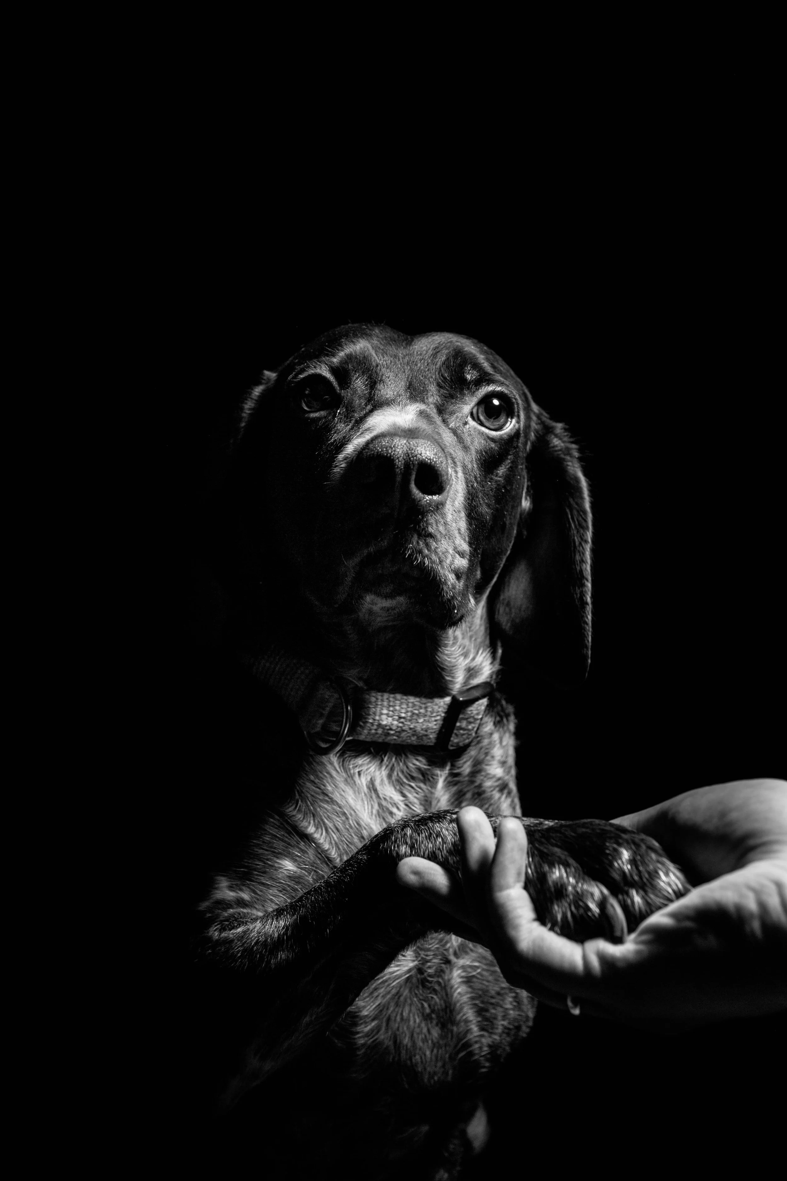 Animal communication sessions online for dogs with Michelle Hawk