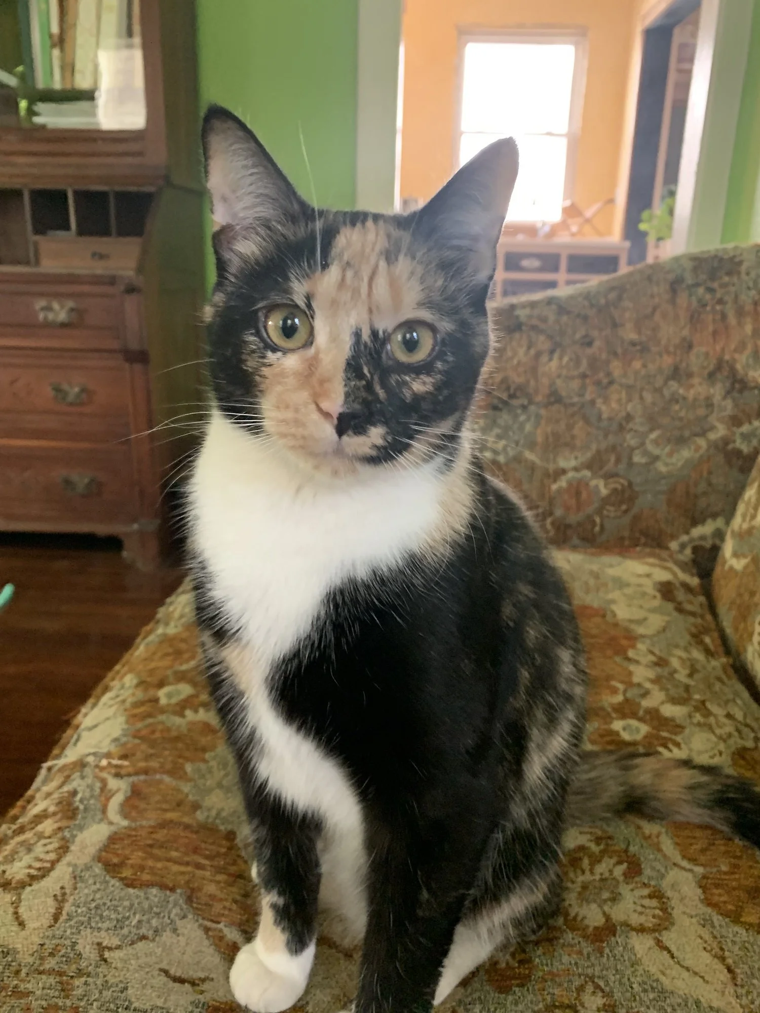 Pet Psychic reading for cats with Michelle Hawk