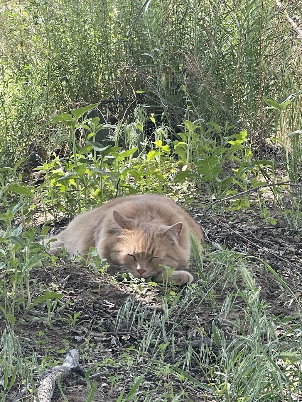 Animal communication sessions online for cat behavior with Michelle Hawk