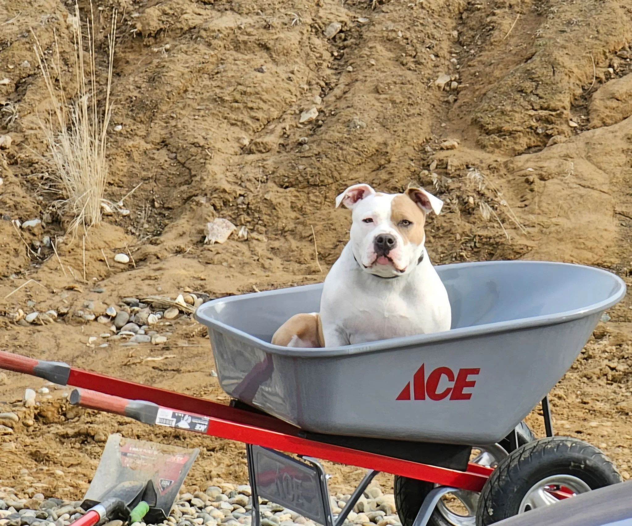 Animal Communicator Michelle Hawk offers sessions for Dog Behavior