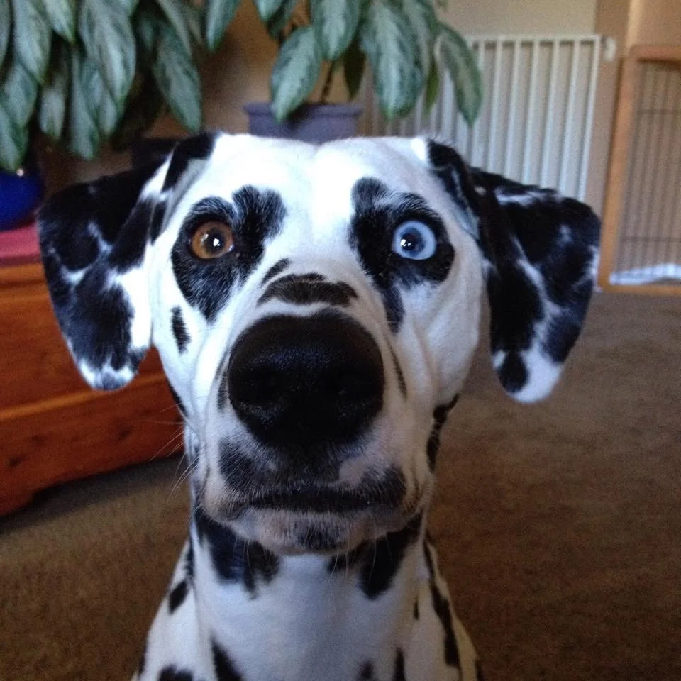 Animal Communicator Pet Psychic Reviews for Michelle Hawk