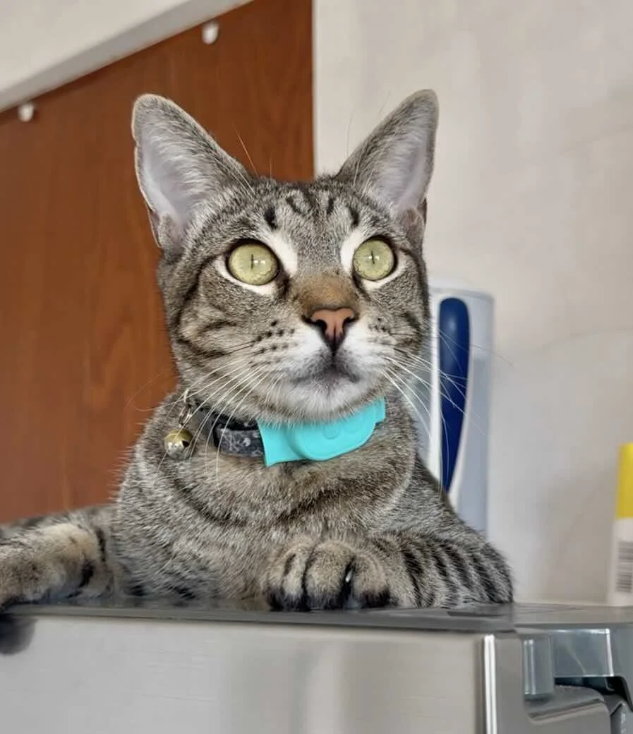 Animal Communication session online cat behavior Michelle Hawk