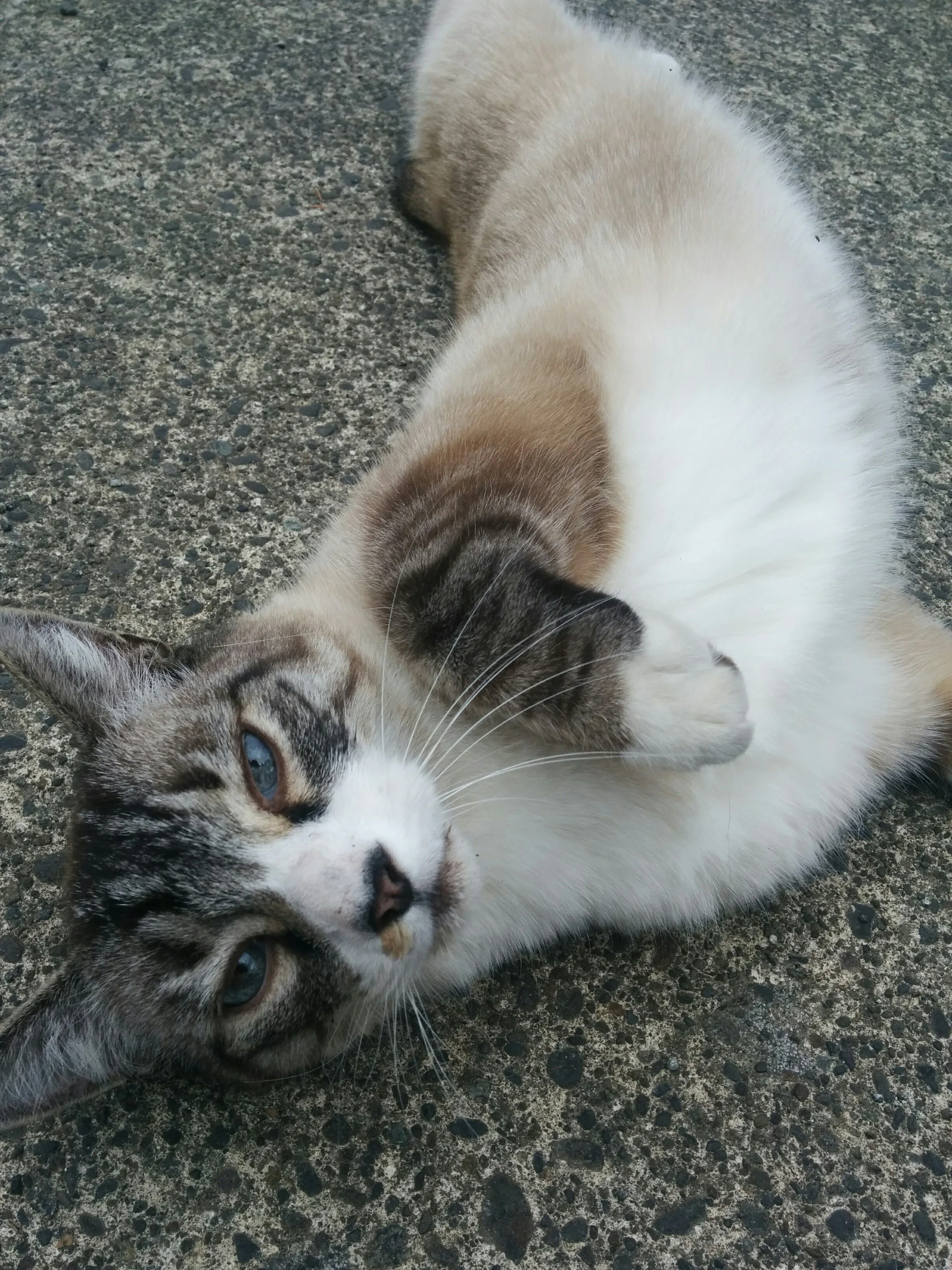 Animal Communicator Michelle Hawk Sessions for Cat Behavior