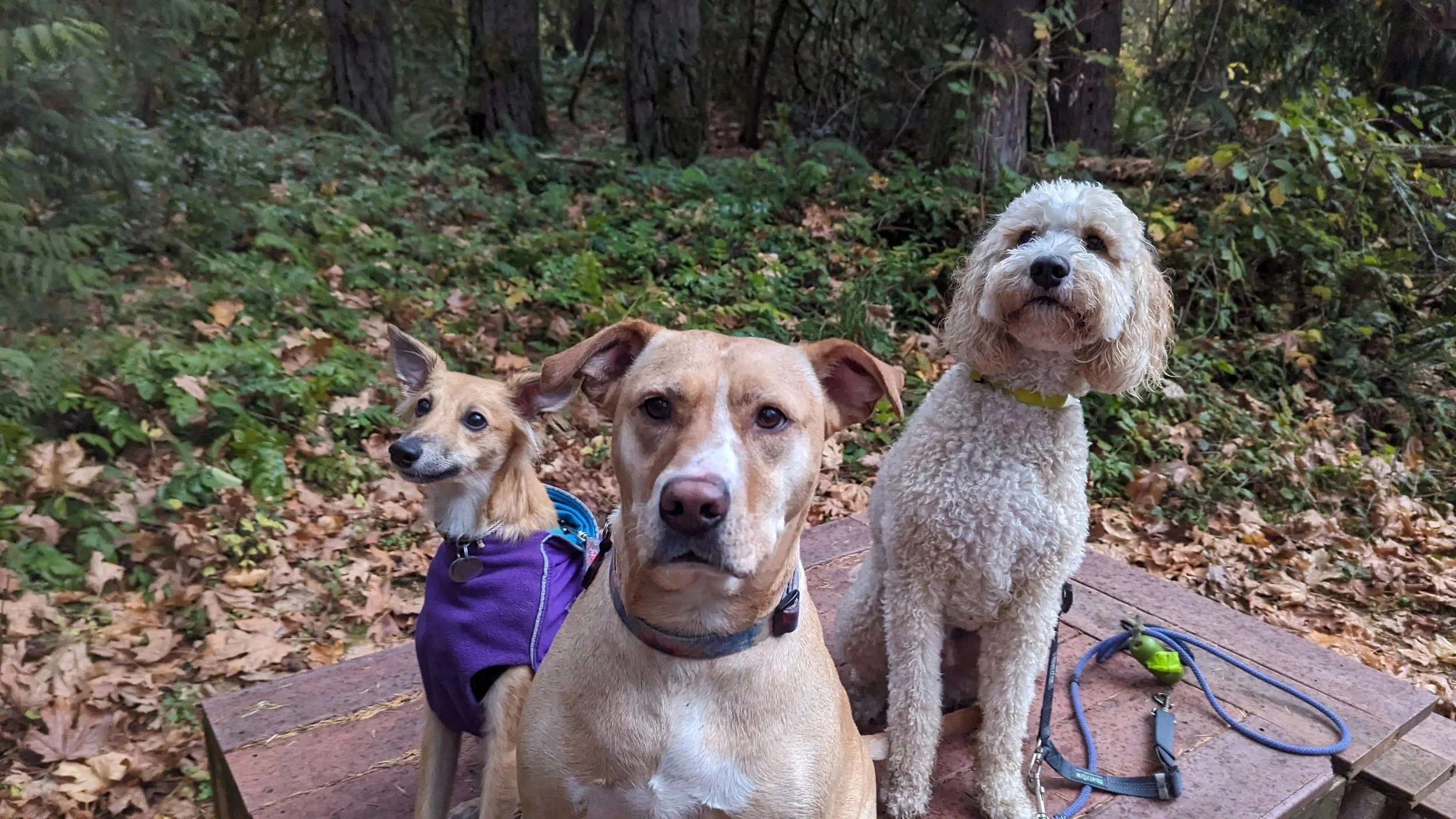 Animal Communicator Pet Psychic Reviews Michelle Hawk.jpg