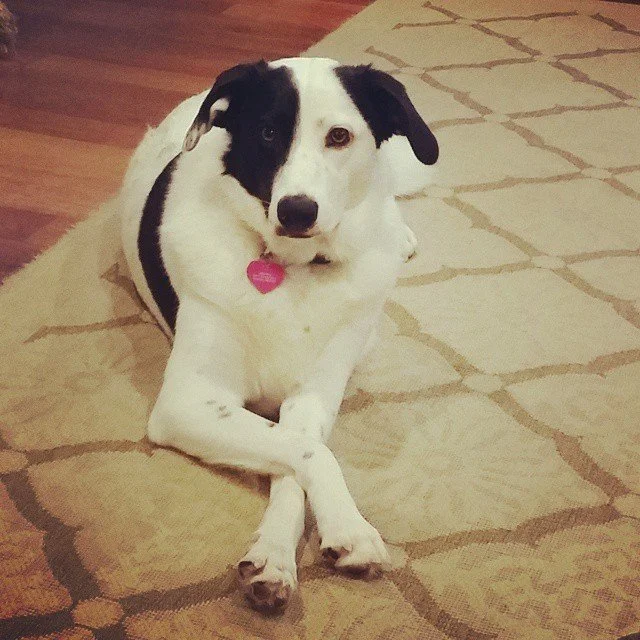 Online Animal Communication Sessions with Pet Psychic Michelle Hawk