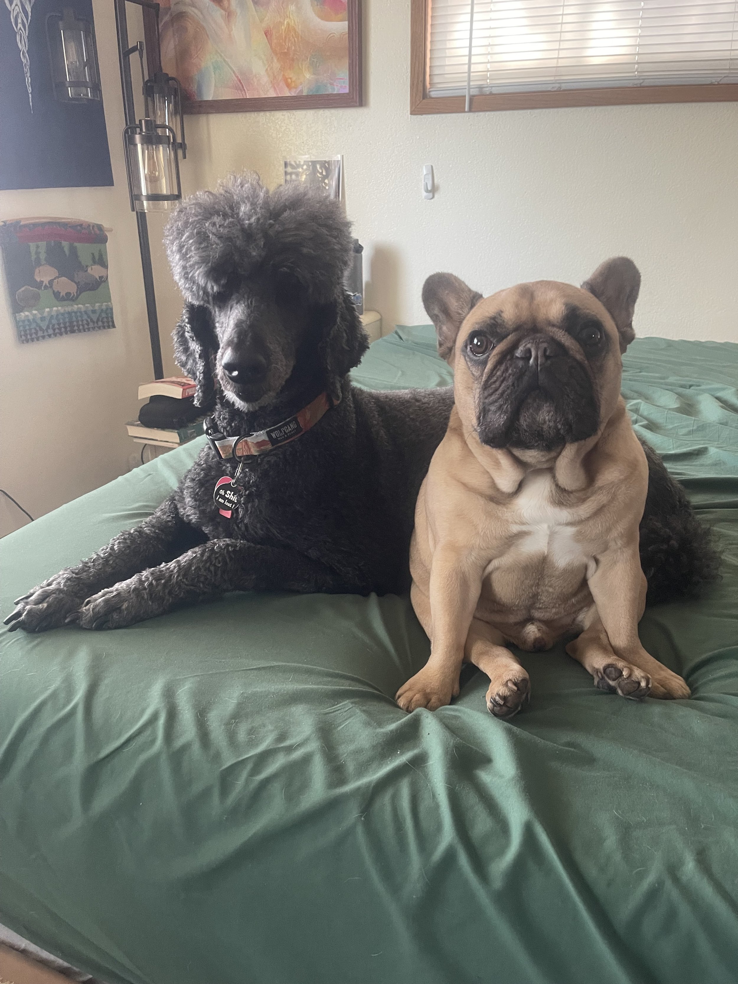 Animal Communicator Michelle Hawk offers sessions for Dogs online worldwide