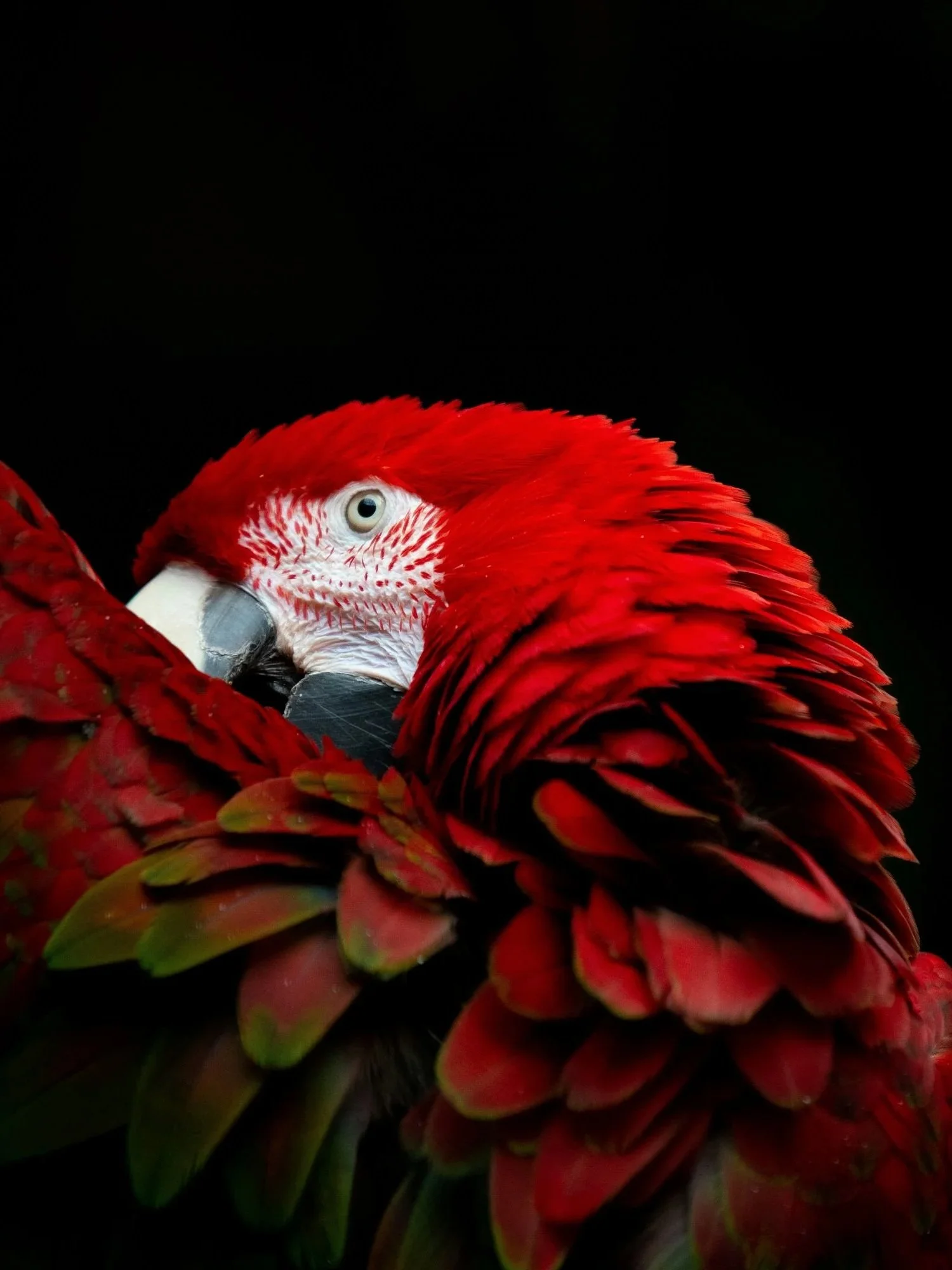 Happy pet after animal communication session with Michelle Hawk