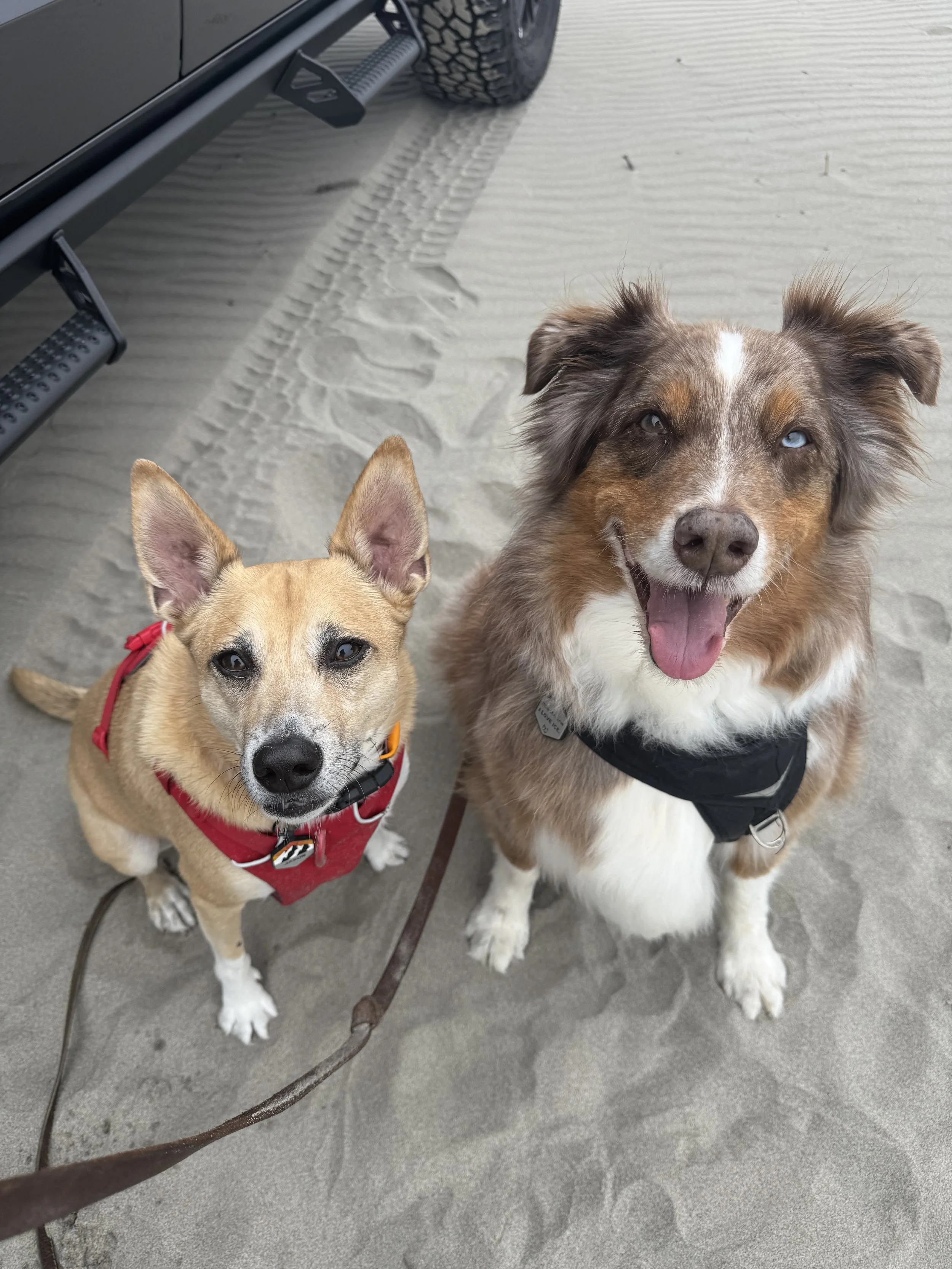 Animal Communication Sessions for Pet Health with Michelle Hawk in Portland Oregon