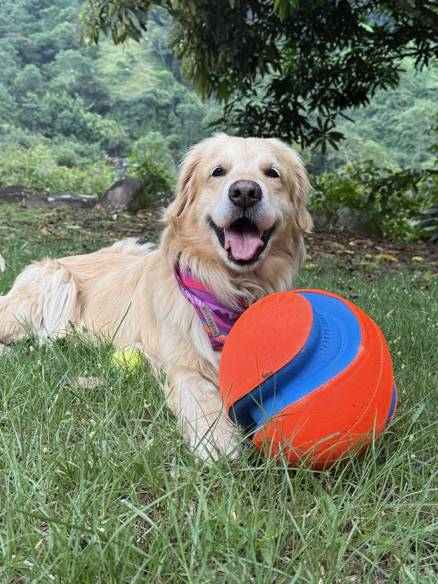 Animal Communication dog health client with Pet Psychic Michelle Hawk