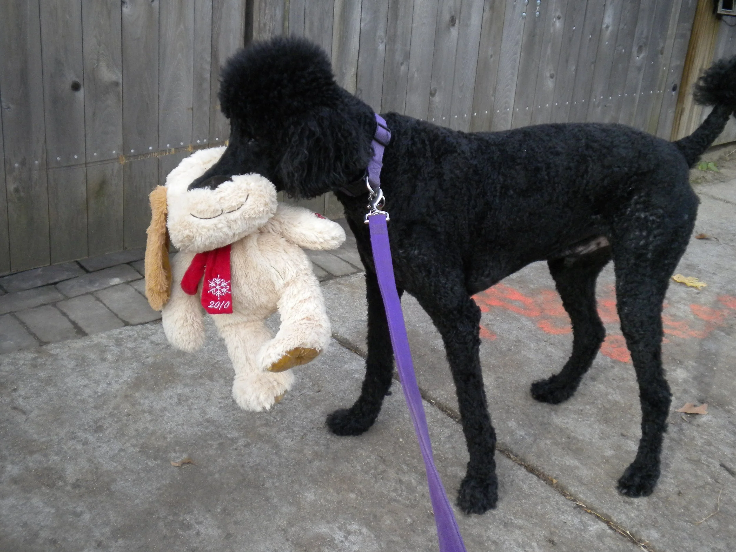 Animal Communication with Deceased Pets Michelle Hawk Portland Oregon