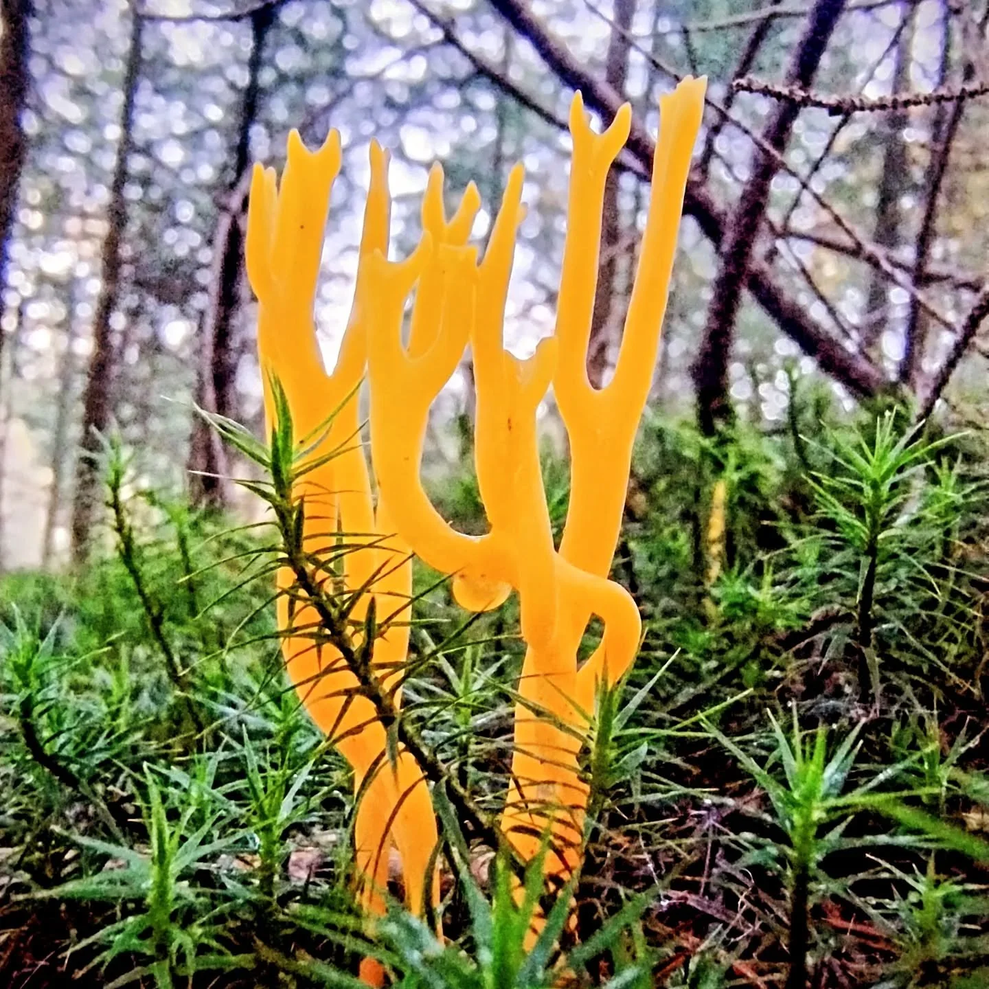 Shrooms. Stumps. Stomps. A truly beautiful day.