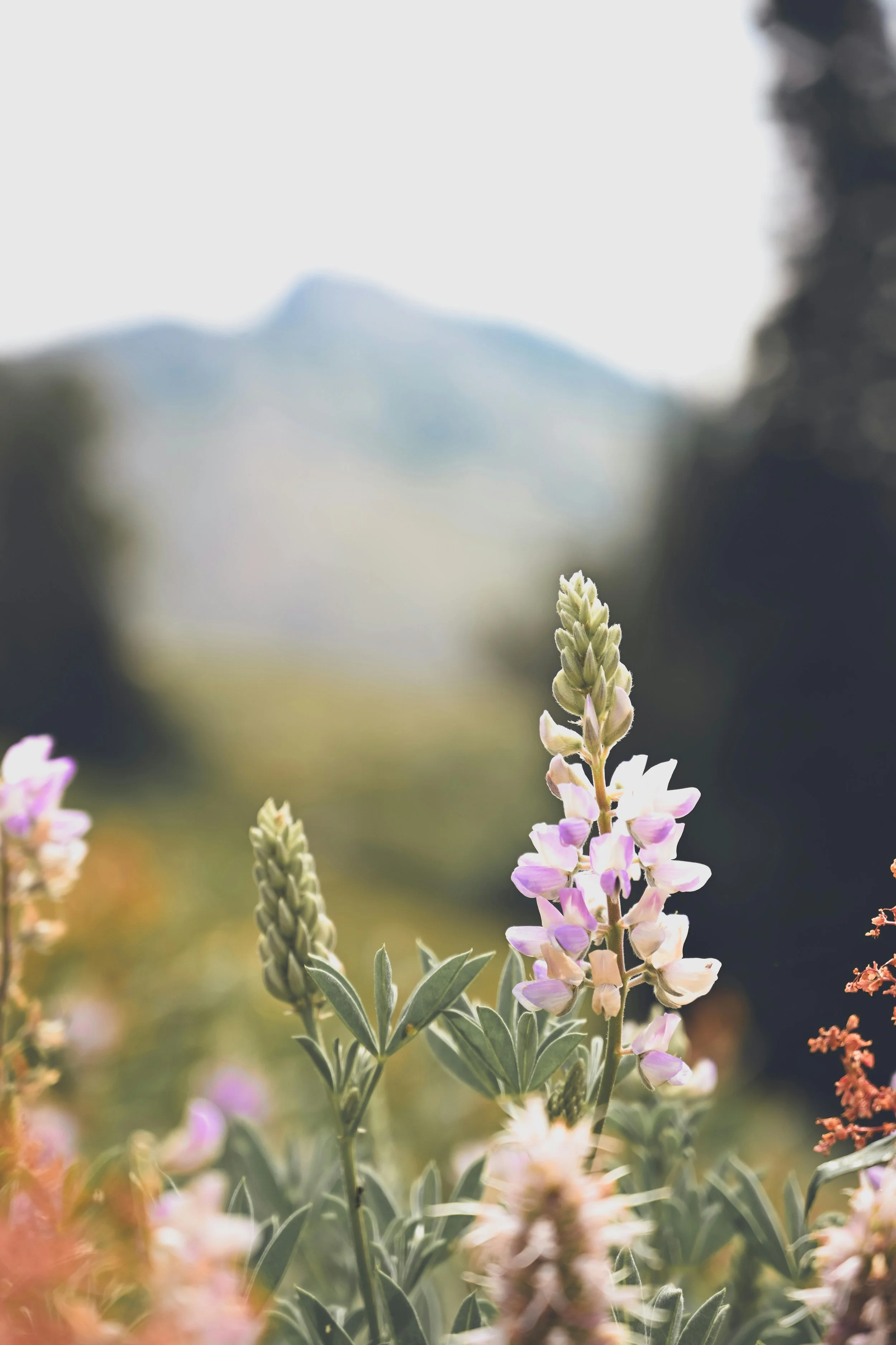 Close-up of a flowering plant with purple and pink blossoms, set against a blurred background of trees and distant mountains in bright daylight.