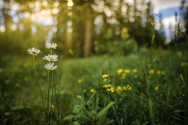 Wildflowers growing in a grassy field with trees in the background and sunlight filtering through the trees.