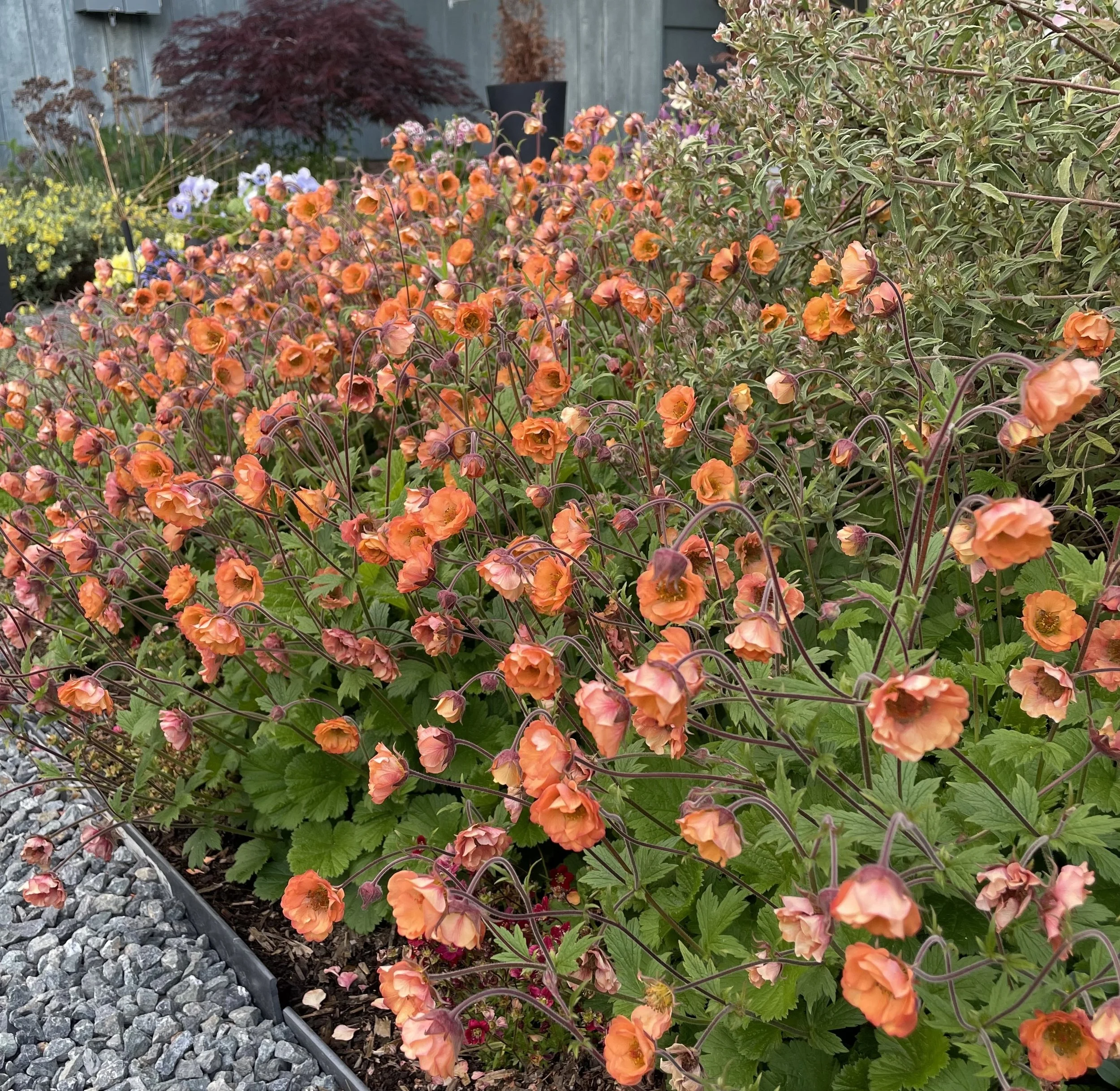 Tangerine Geum.jpg