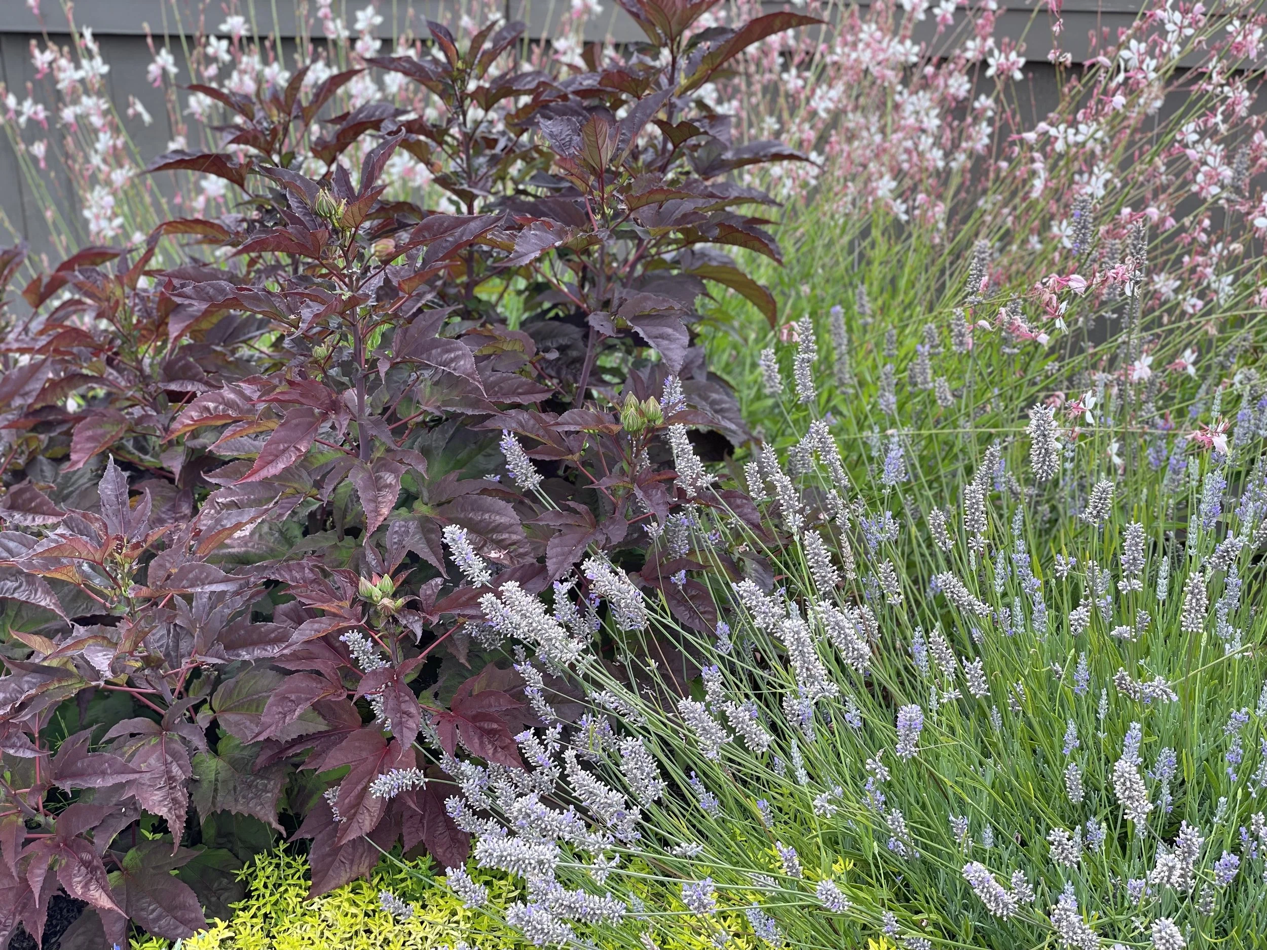 A mix of lavender, perennial hibiscus, and gaura