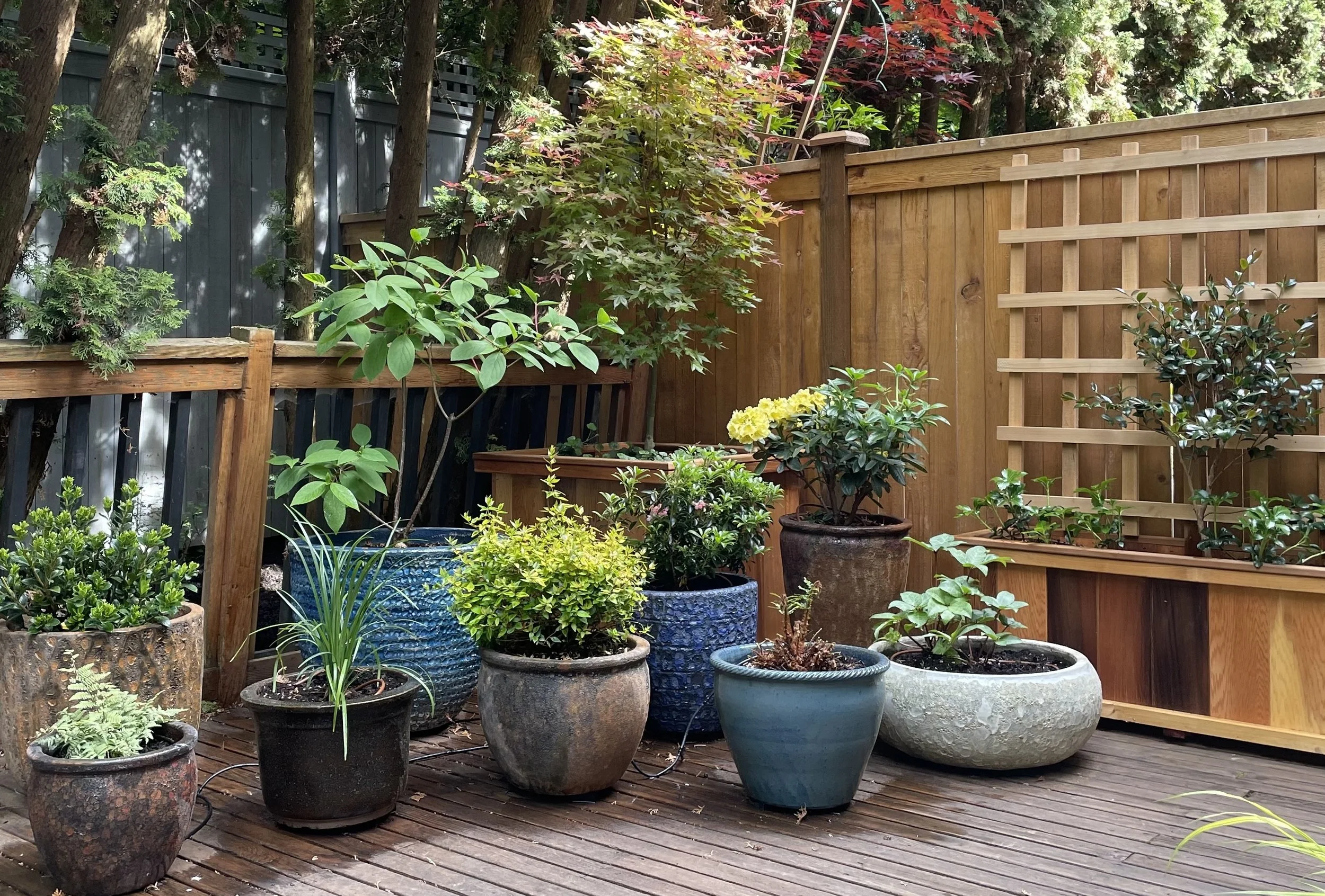 Container Garden in Edmonds