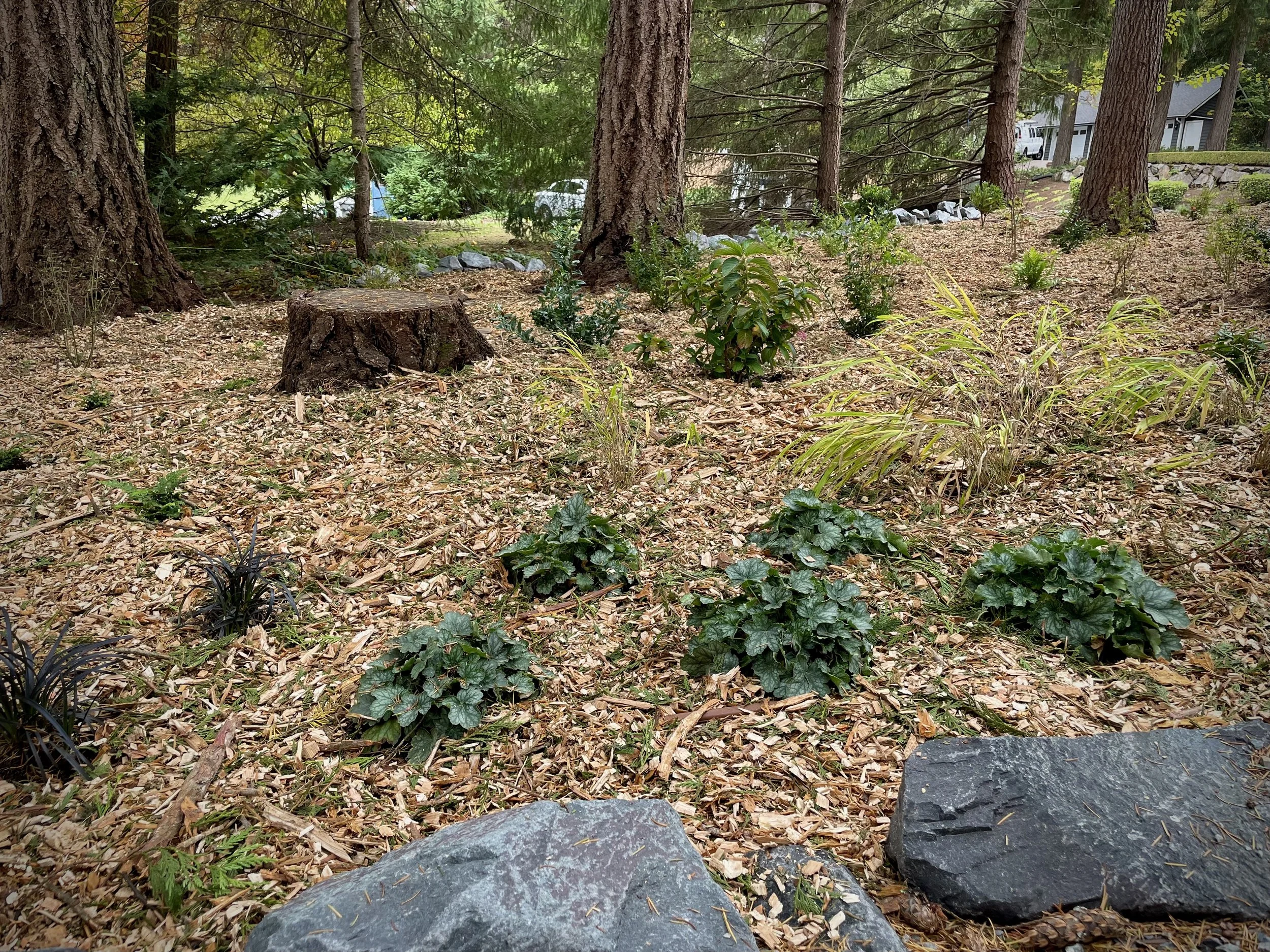 PNW Woodland Garden