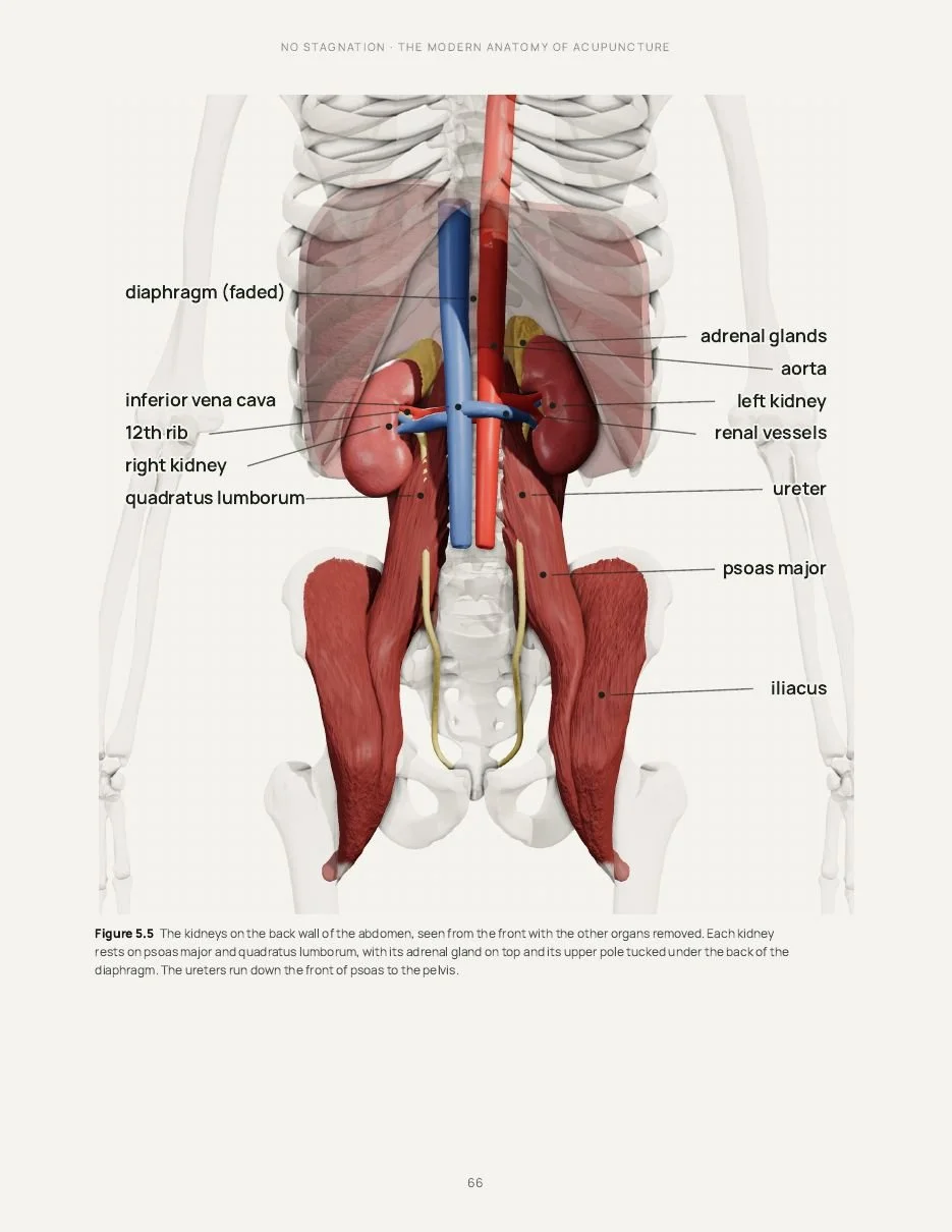 Labelled plate of the kidneys on psoas and quadratus lumborum