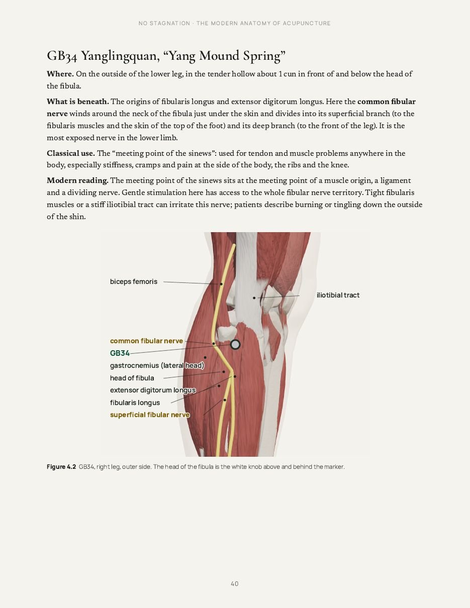 Page showing GB34 and the nerves and muscles beneath it