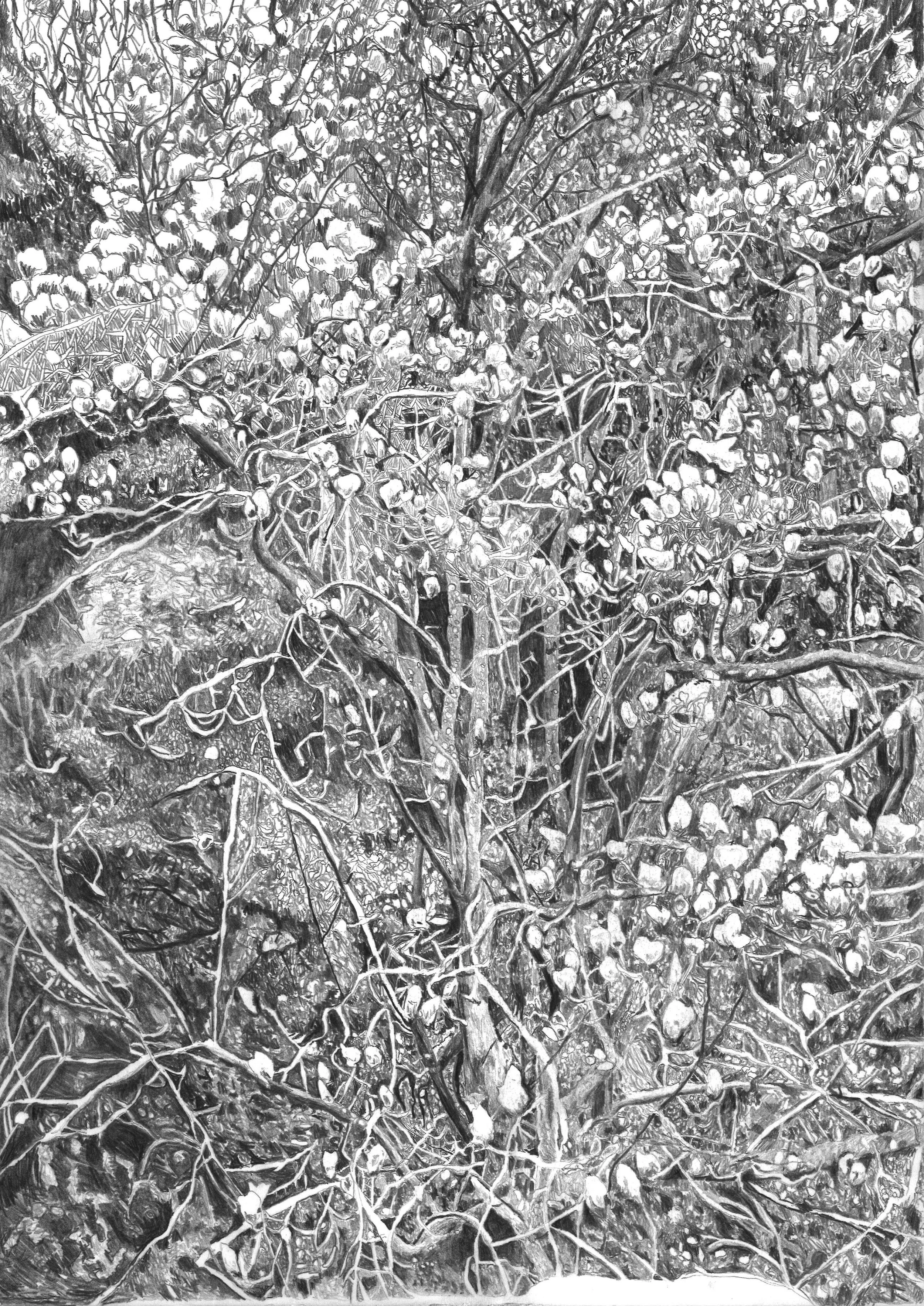 A detailed black and white drawing or photograph of tree branches with clusters of cotton buffs, showing intricate twigs and foliage.