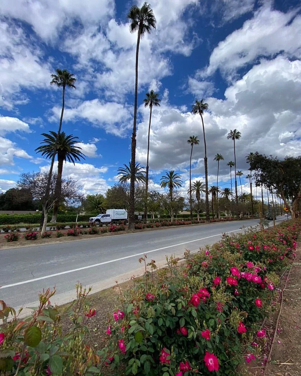 A sunny street lined with pink flowers and tall palm trees under a partly cloudy sky.
