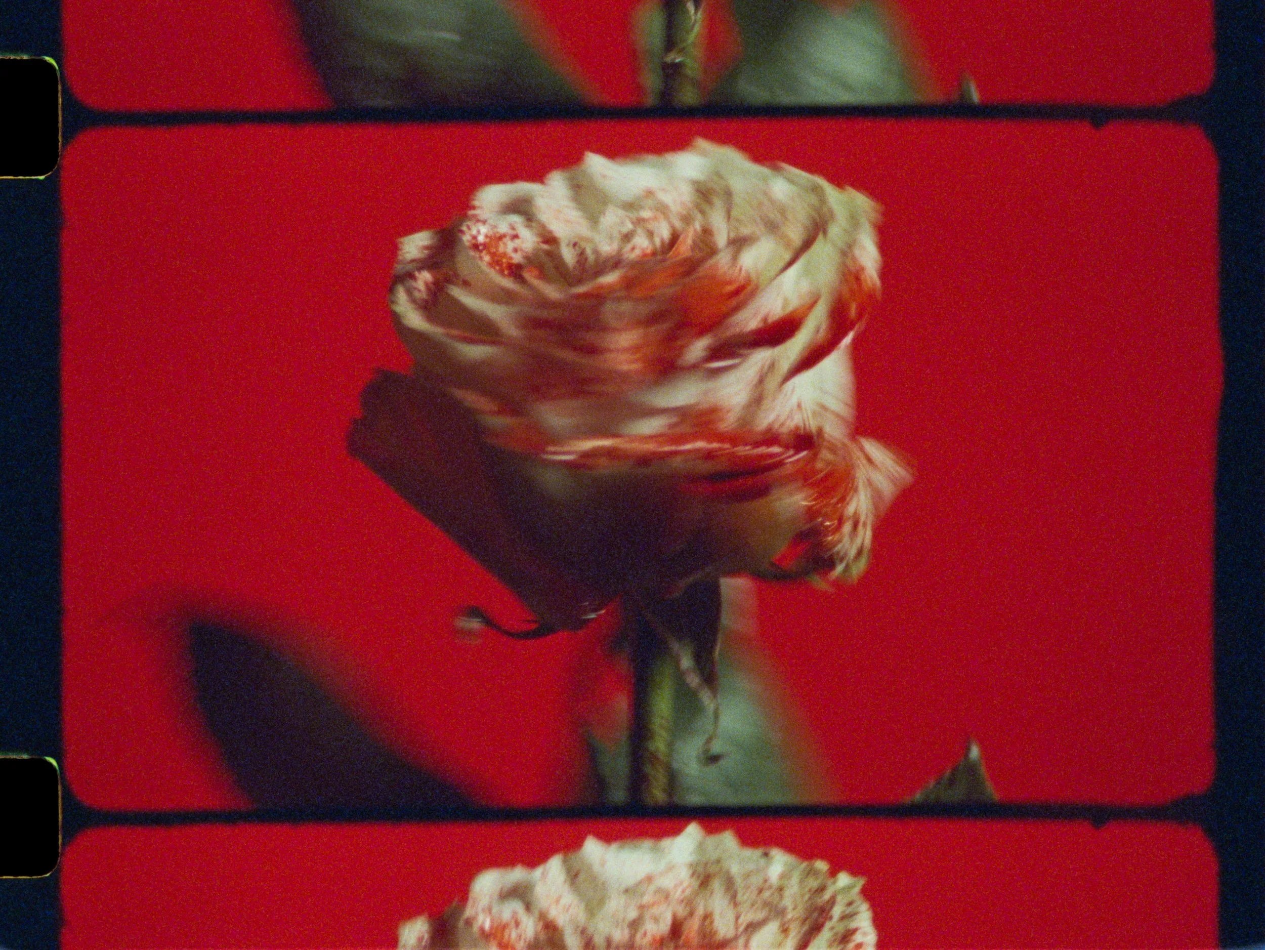 ECCD3B4D-F07F-447C-ABD8-38E9BD3A504B copy.JPG