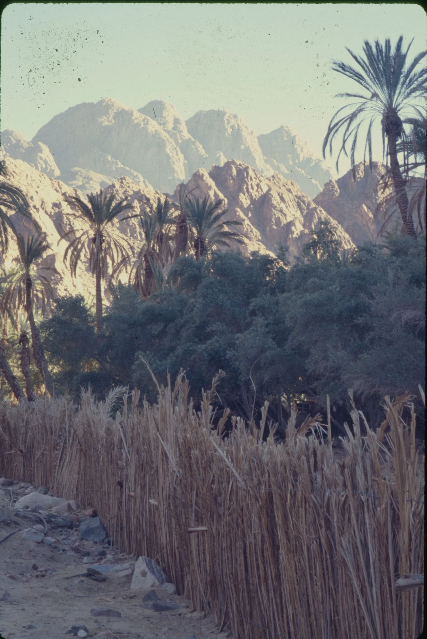 paulandcarreenegypt1997-16.png