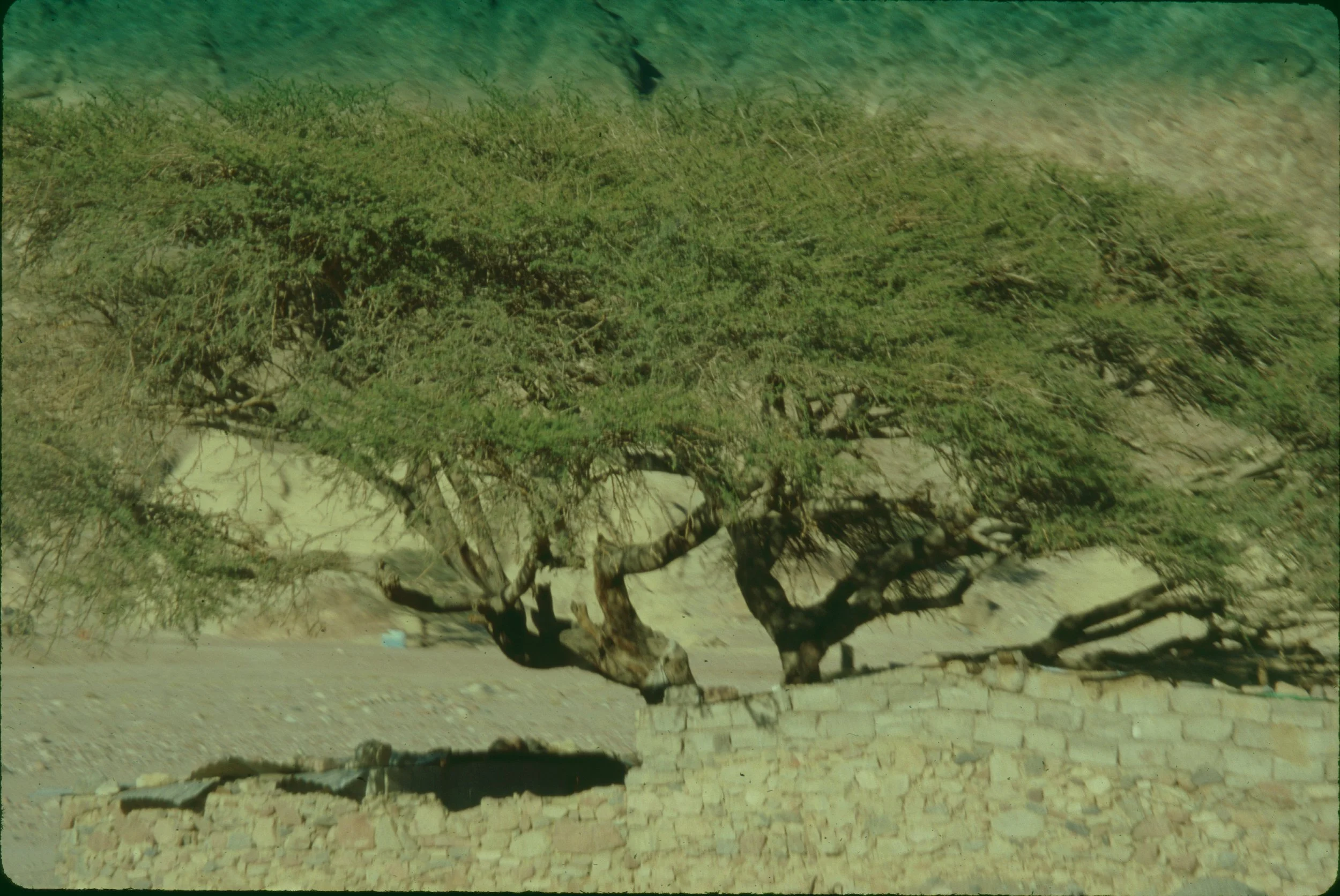 paulandcarreenegypt1997-47.JPG