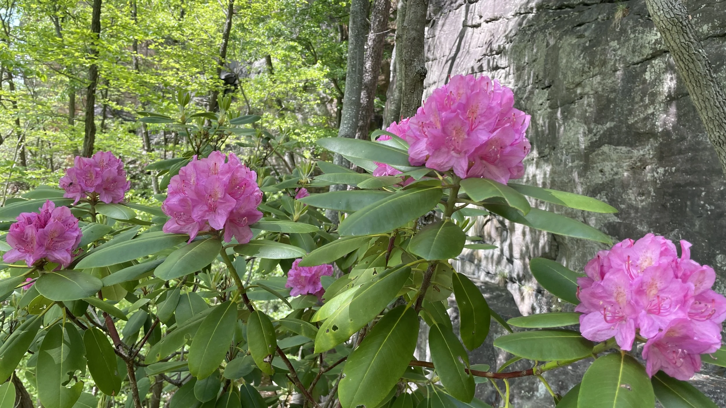 Rhododendron 
