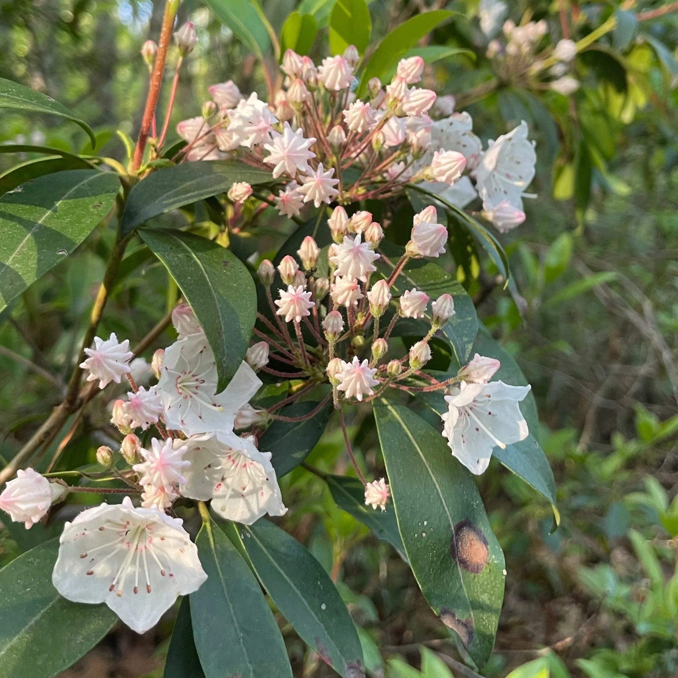 Mountain-Laurel