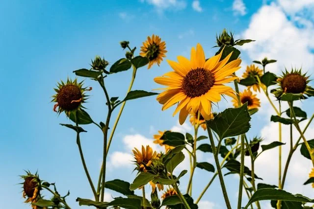 Sunflowers in a field