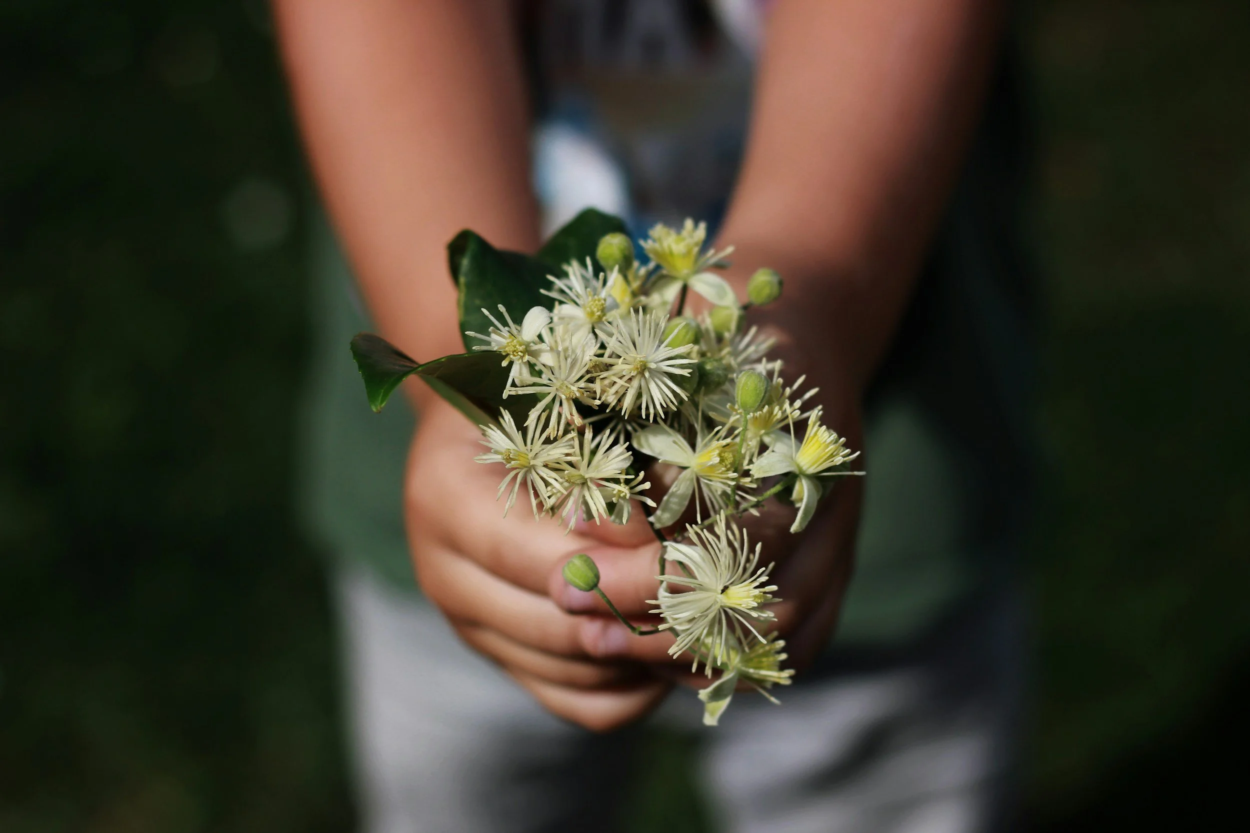 Decorative Image: Hands holding foliage