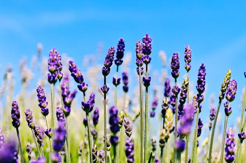 Lavender flowers in a field