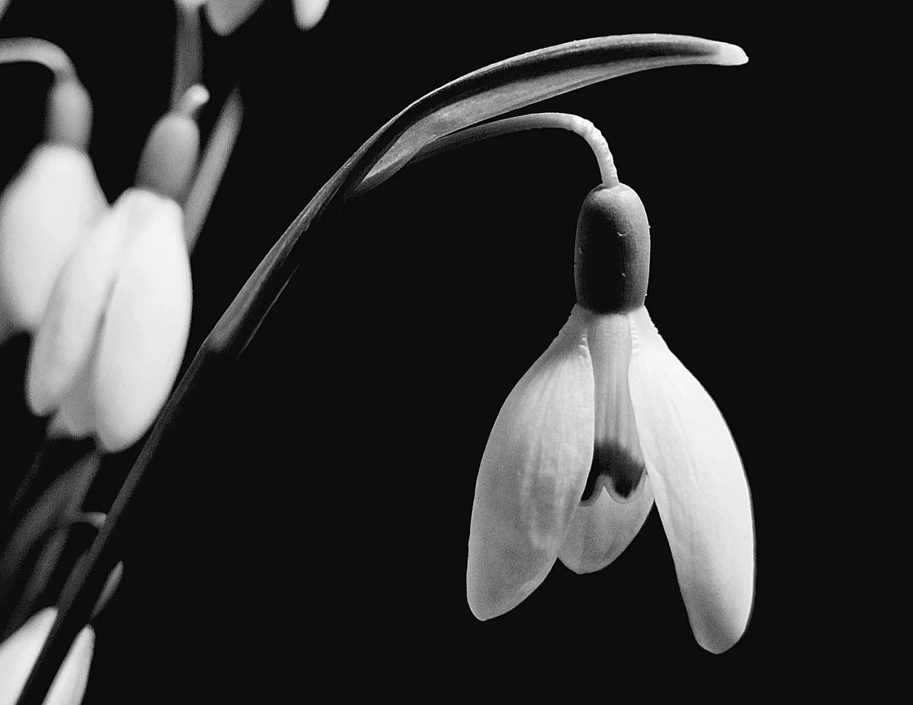 white flowers with black background