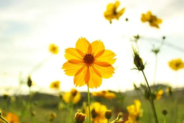 Yellow flowers in a field