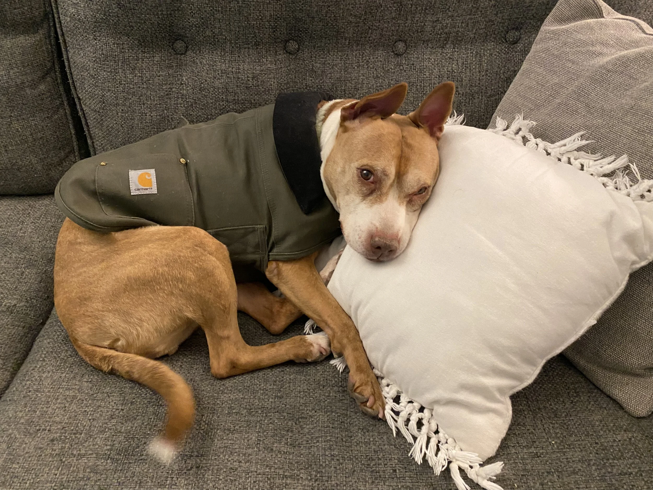 A dog lying on a sofa, resting its head on a white pillow, wearing a Carhartt jacket.