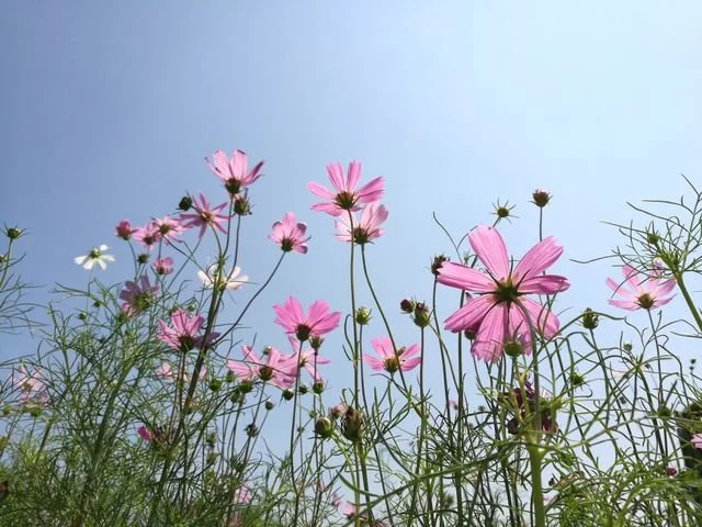 Pink flowers in a field