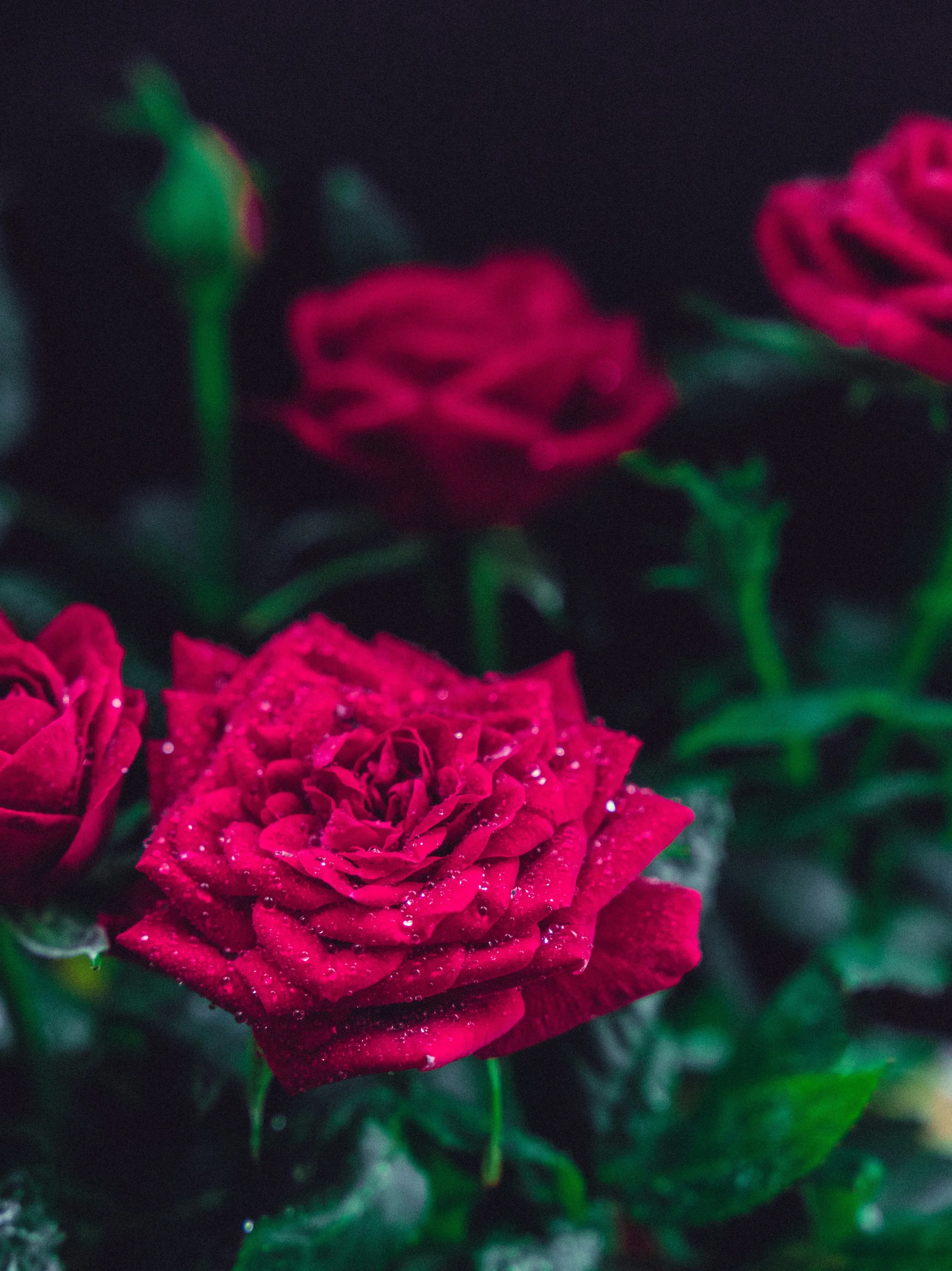 "A Love Letter to the Soul: Celebrating Birthdays, Forgiveness, and the Beauty of Life"