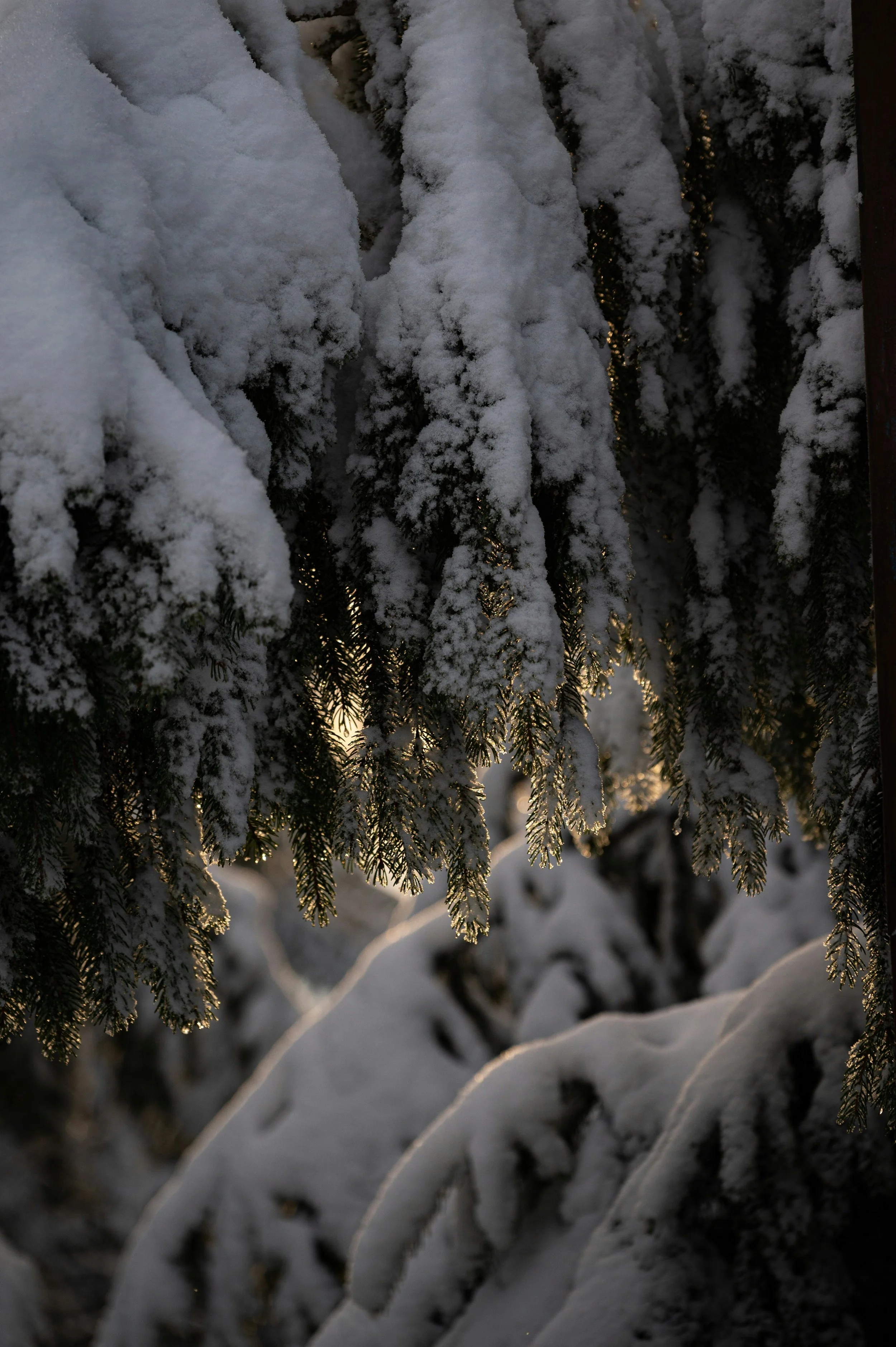 As December Unfolds: The Season of Alignment and Overflow