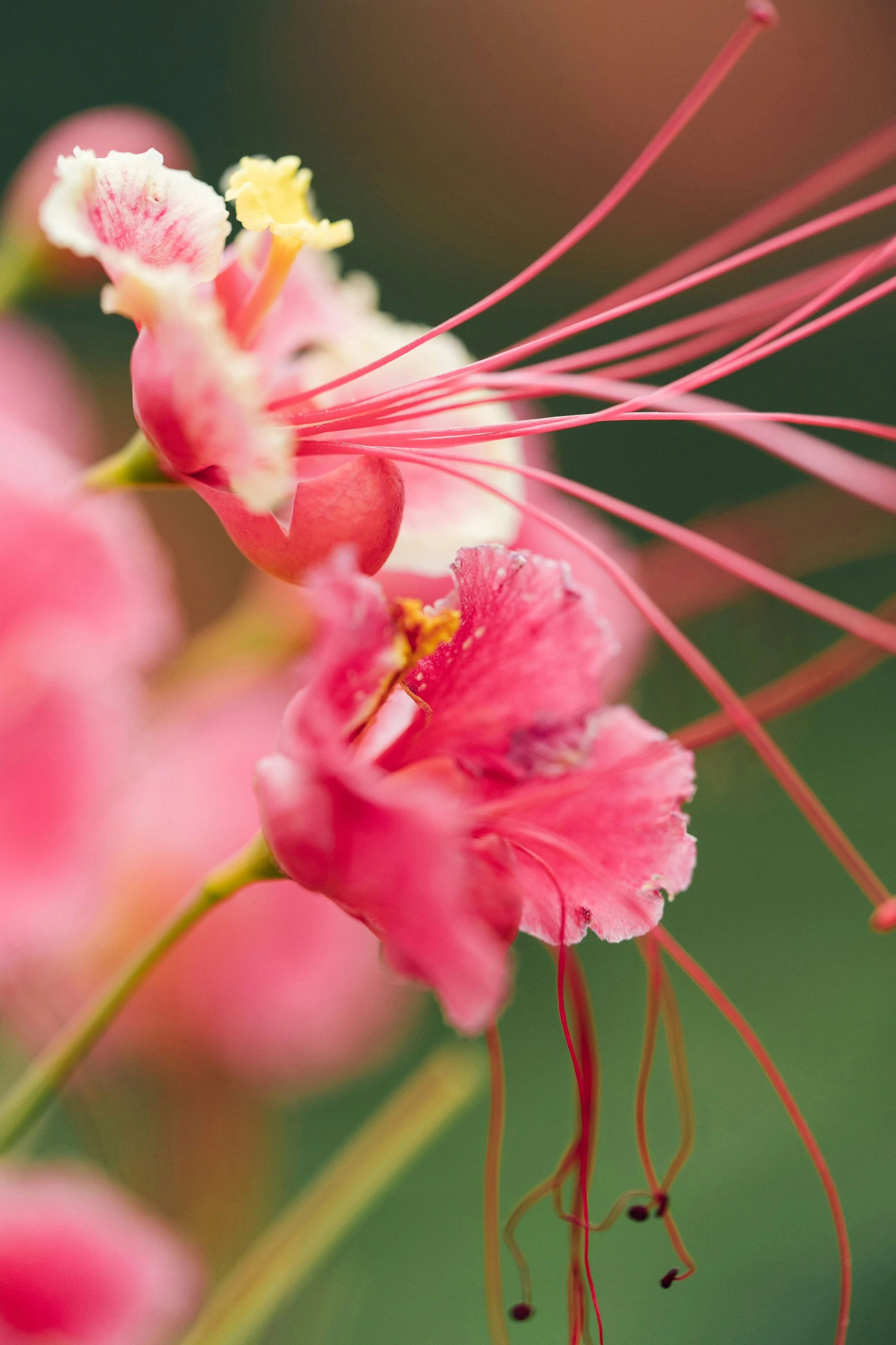 The Elegance of Quiet Power