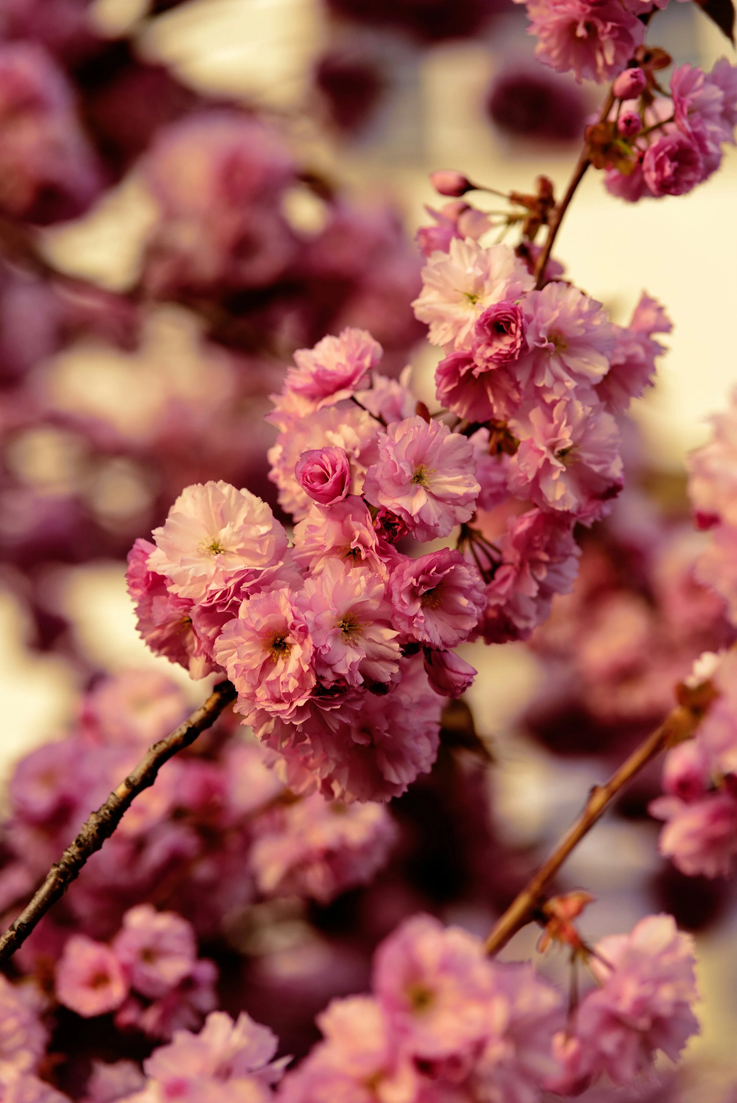 The Return of What Was Always Mine