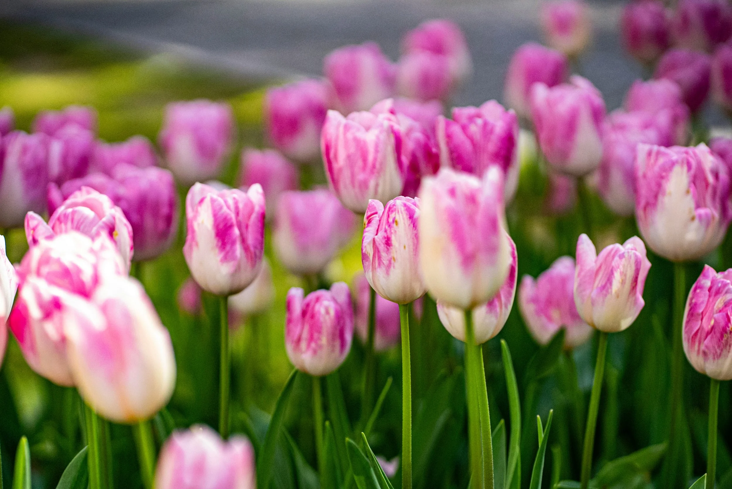 April Is a New Year—Arrive Softly, Shine Fully