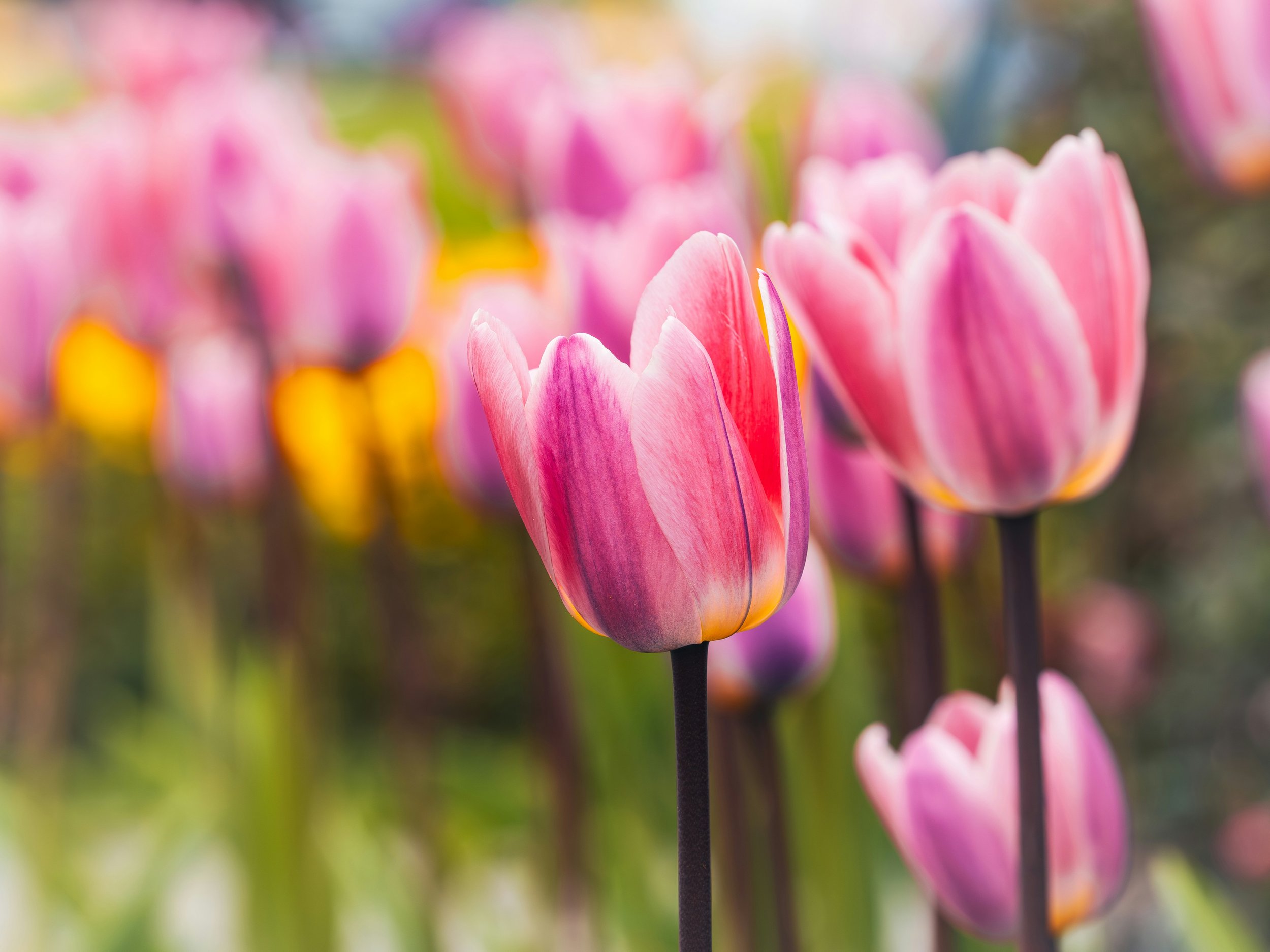 The Art of Living Warmly