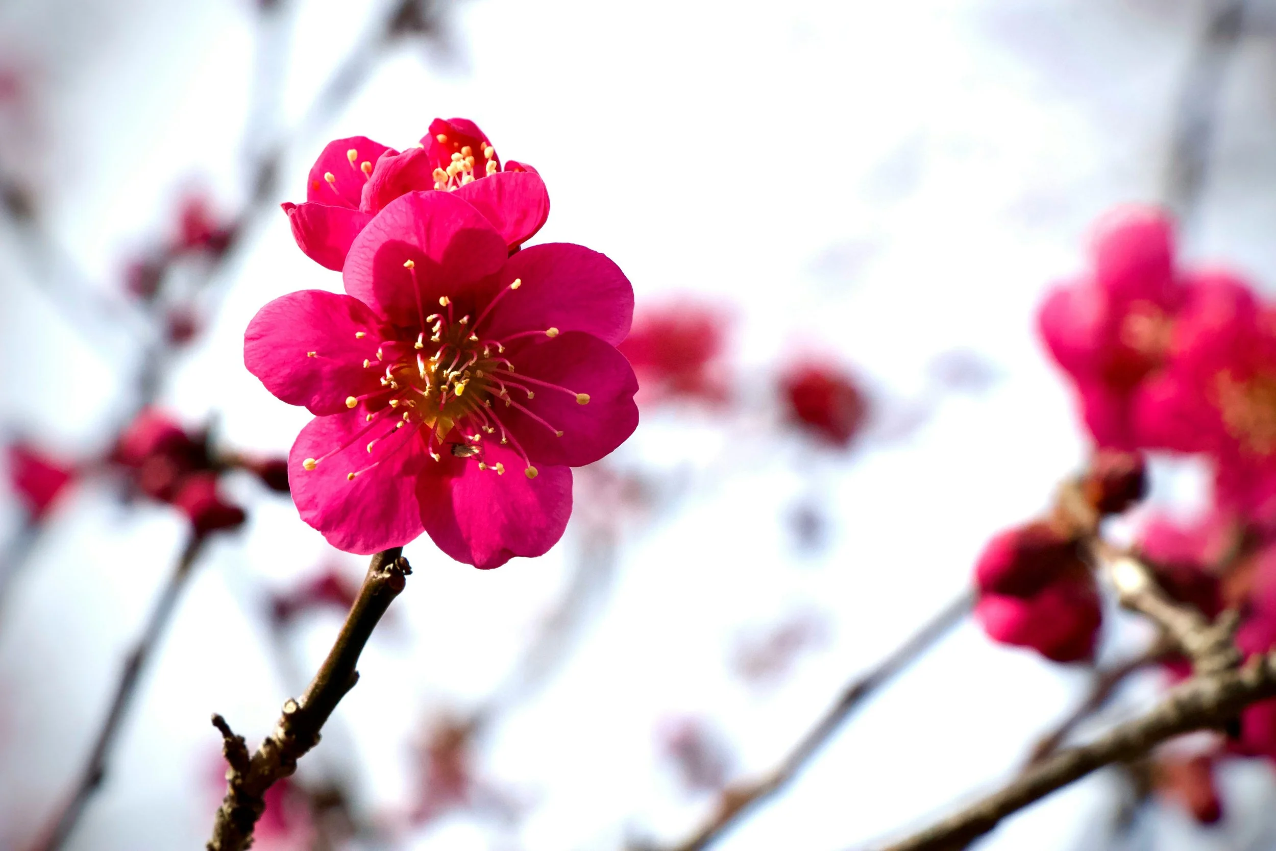 A Season of Irresistible Bloom