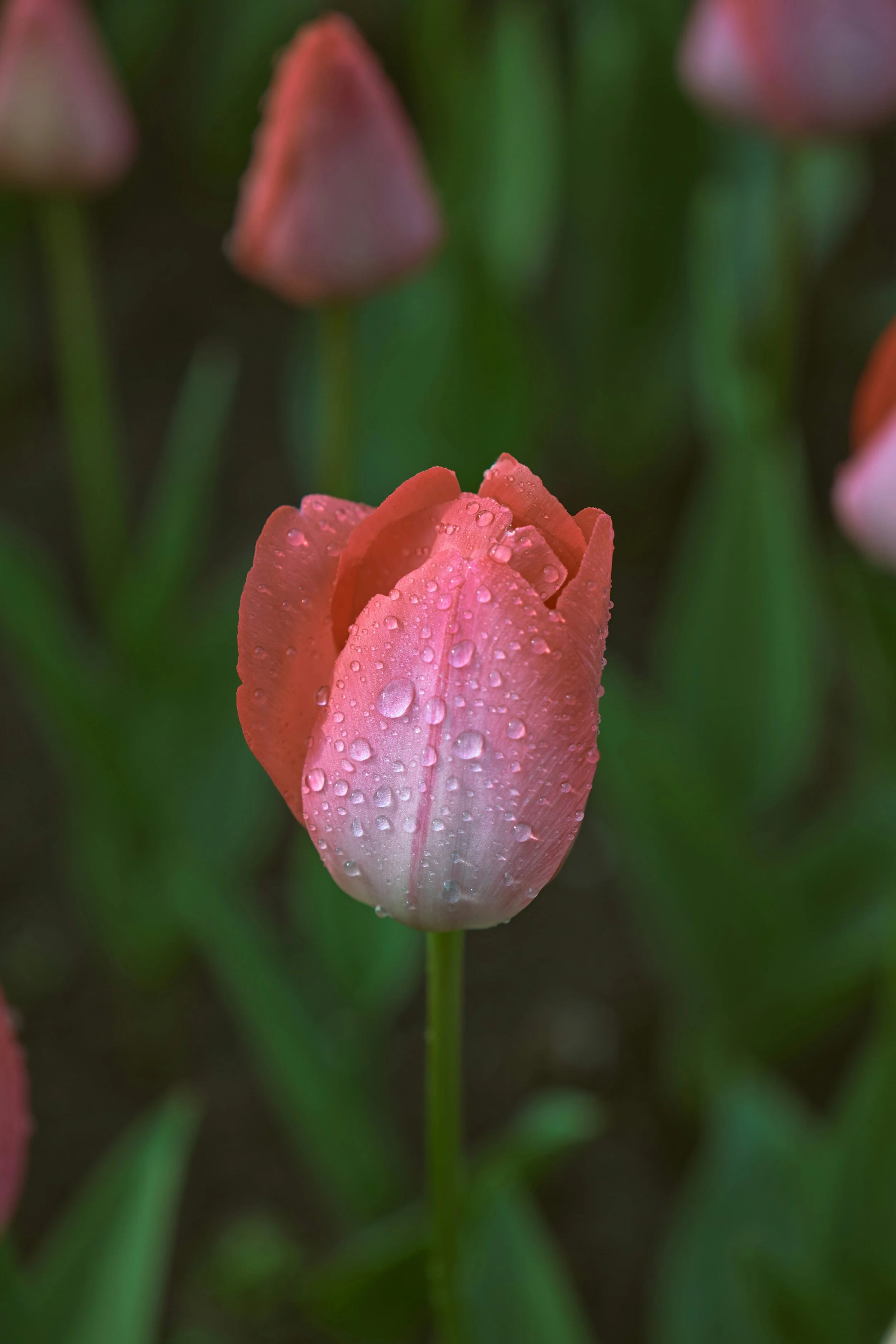 The Discipline of Ease