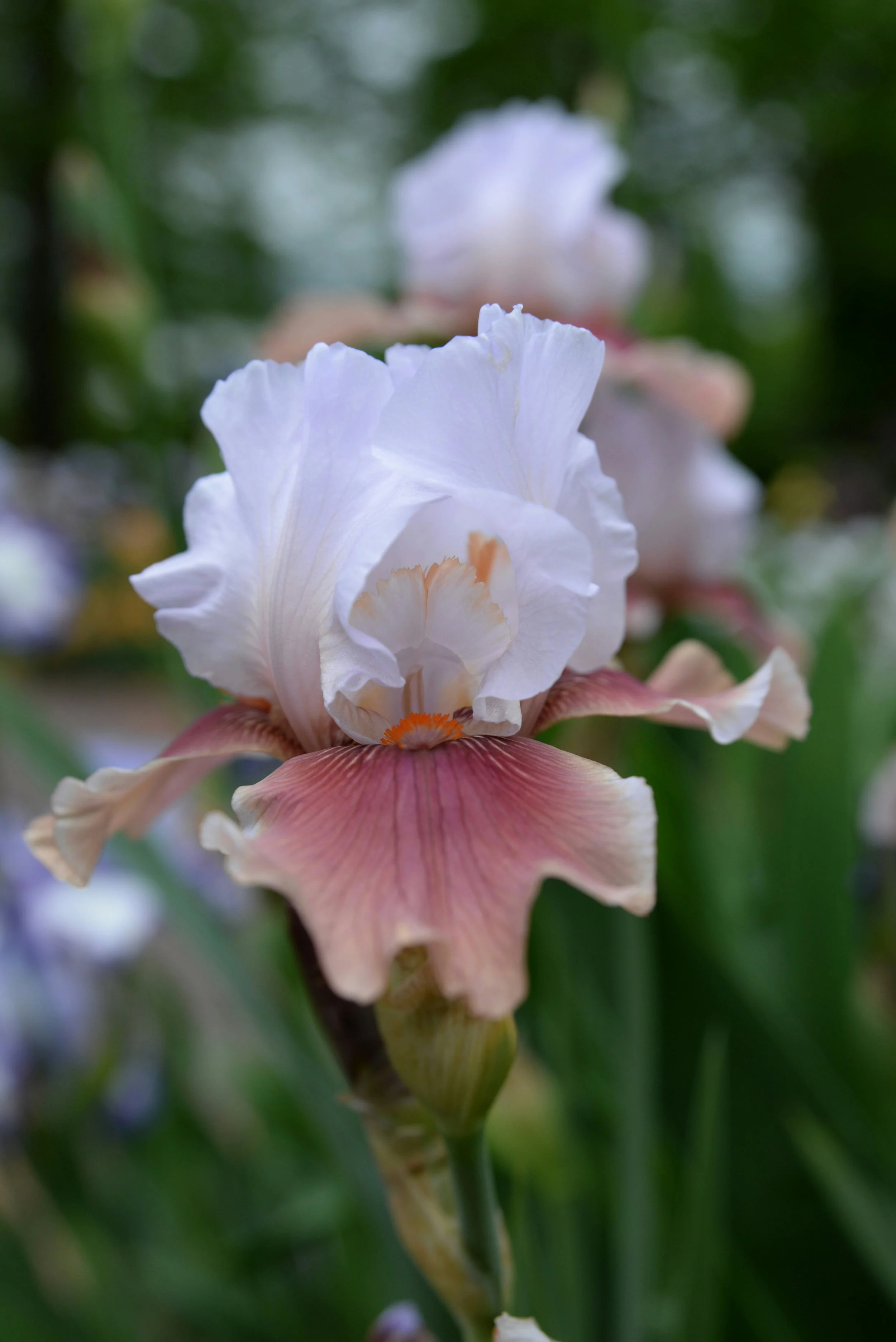 Entering May—With Ease, With Joy, On My Own Terms