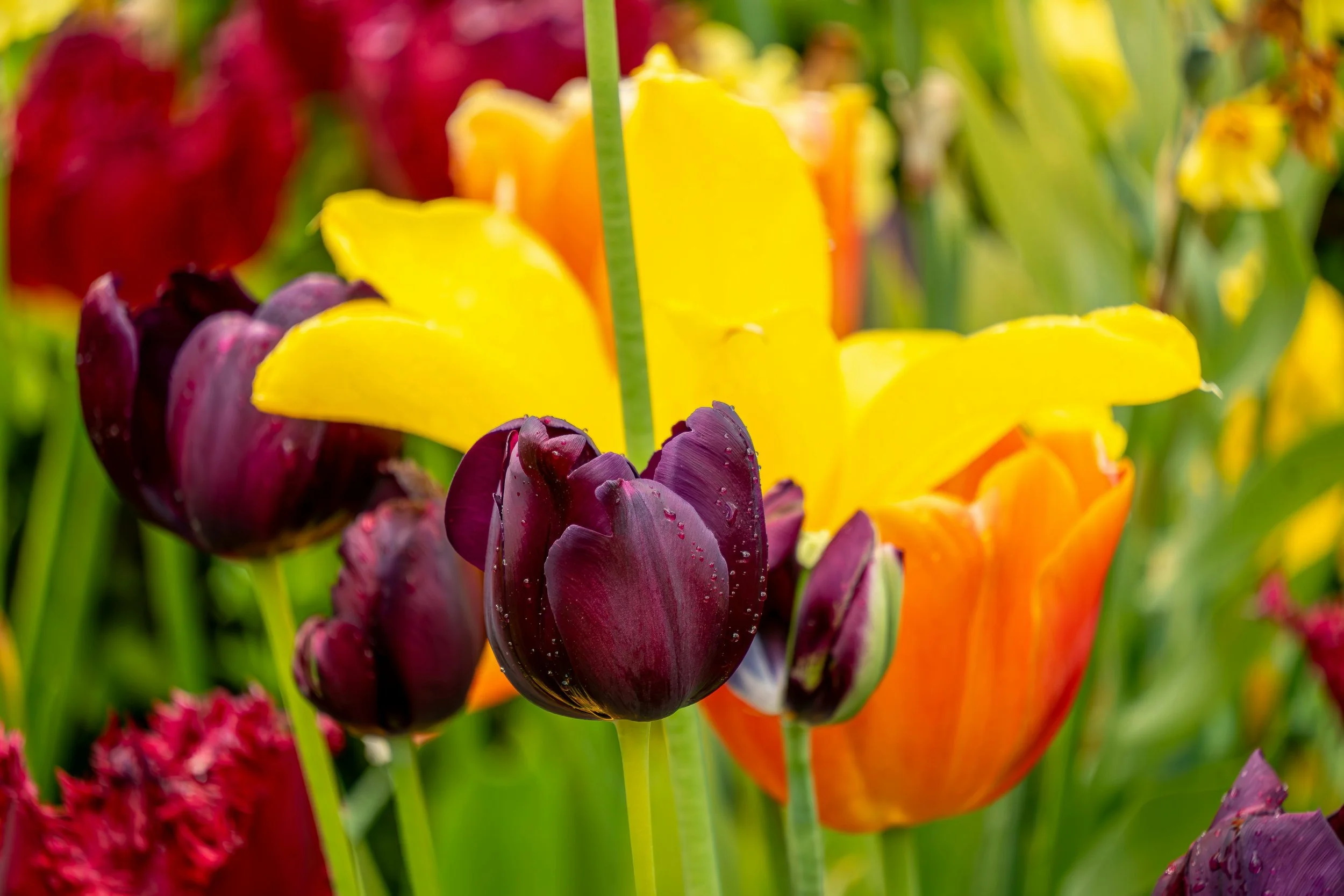 Entering June with Love, Discernment, and Passion