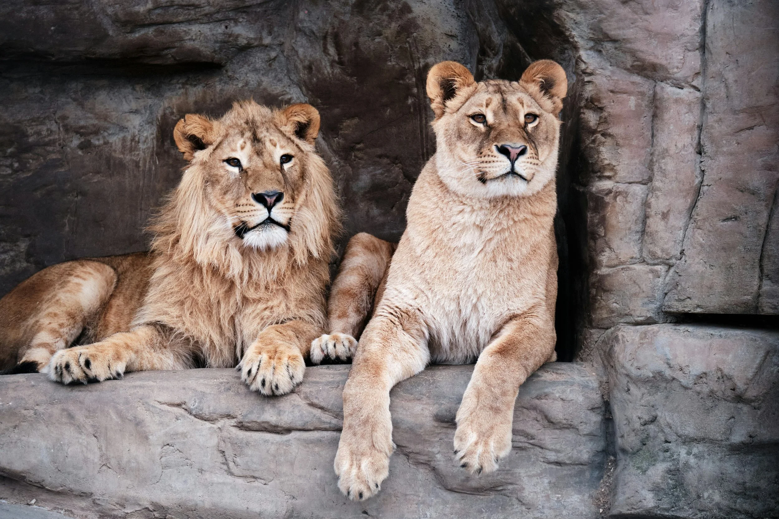 The Lion Walks Beside Me